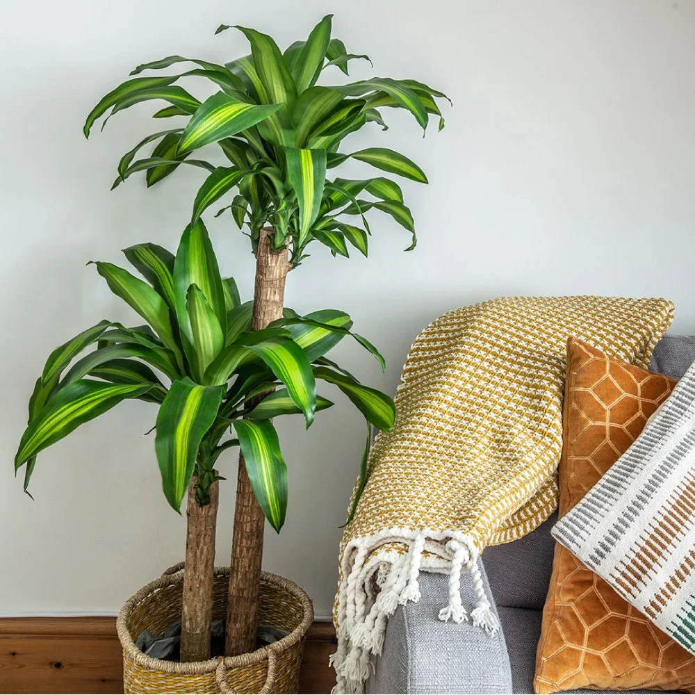 corn-plant.jpg