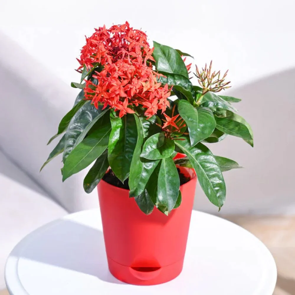 ixora.jpg