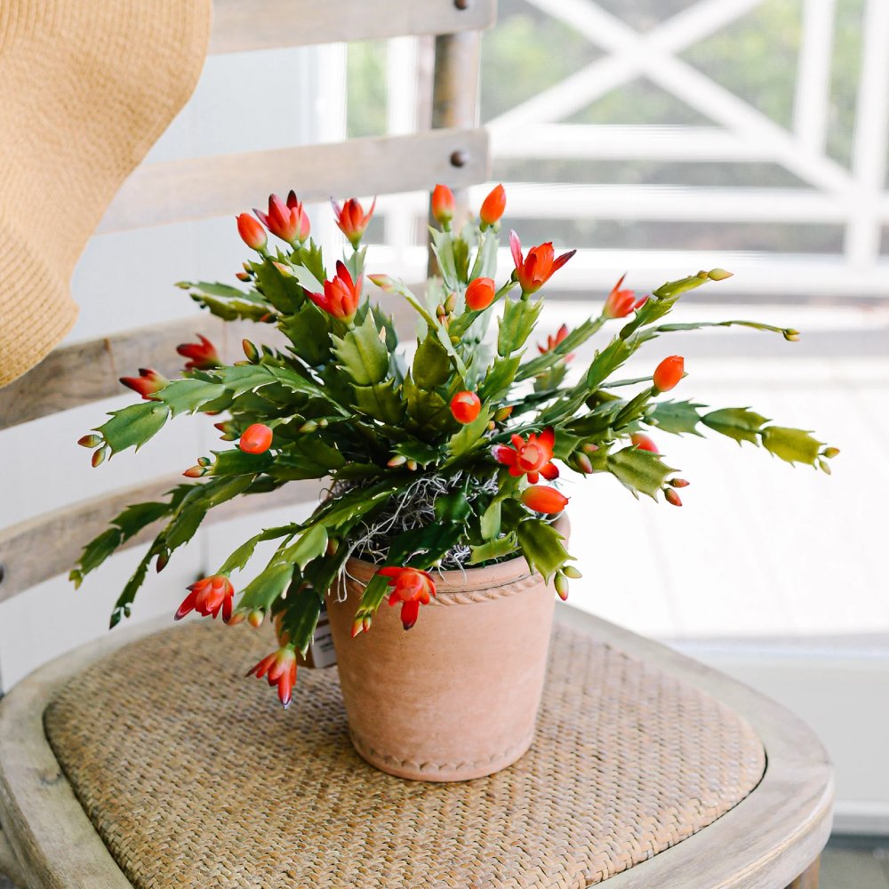 xmas-cactus.jpg