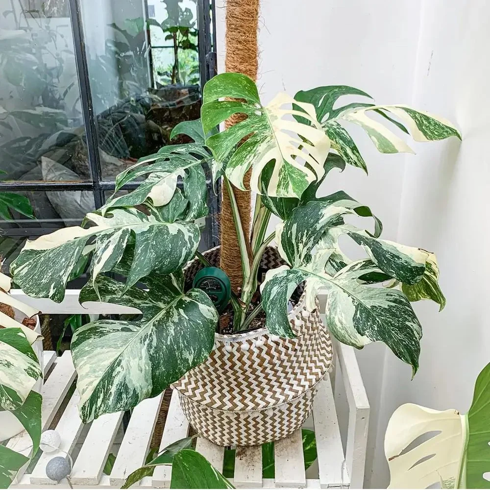 monstera-albo.jpg
