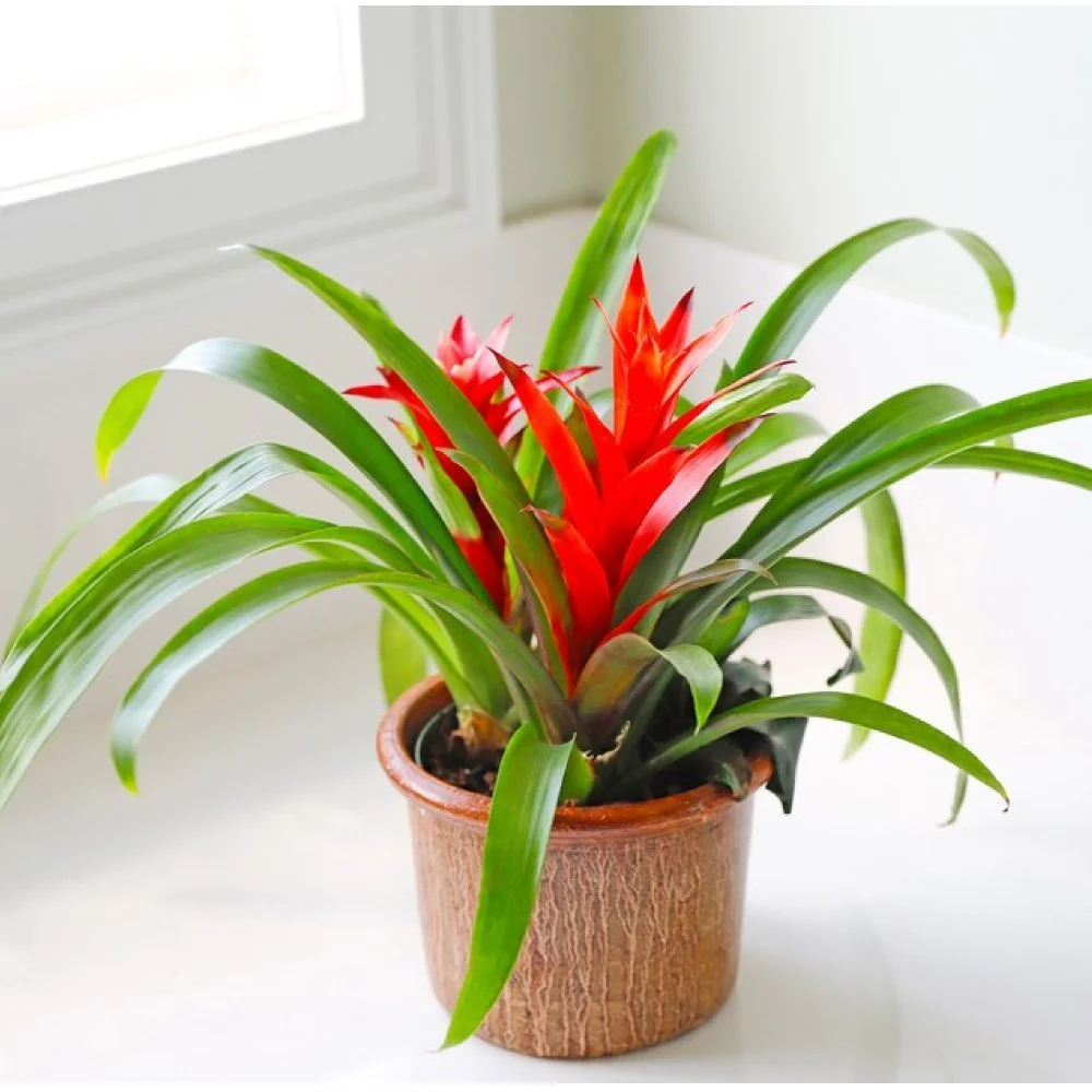 Bromeliad.jpg