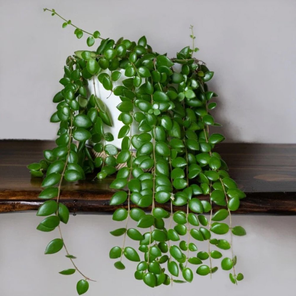 lipstick-plant.jpg