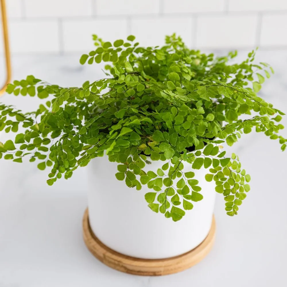 maidenhair-fern.jpg