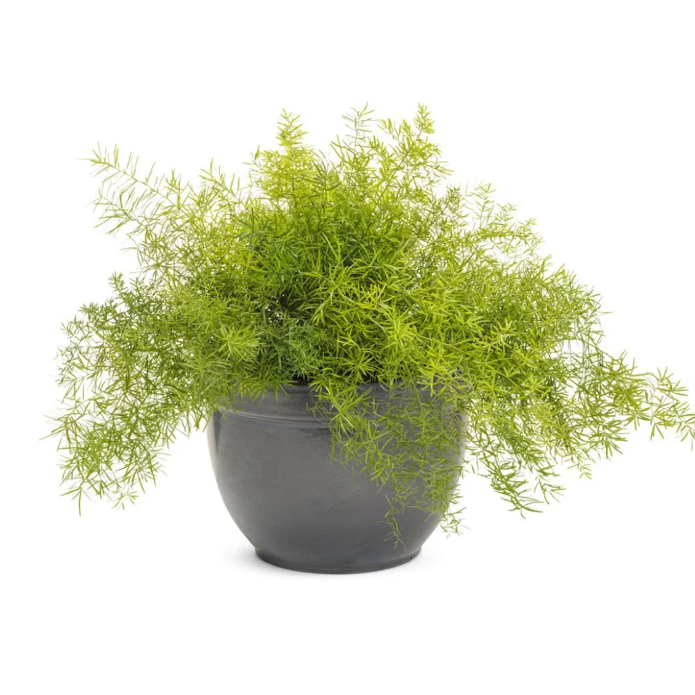 asparagus-fern.jpg
