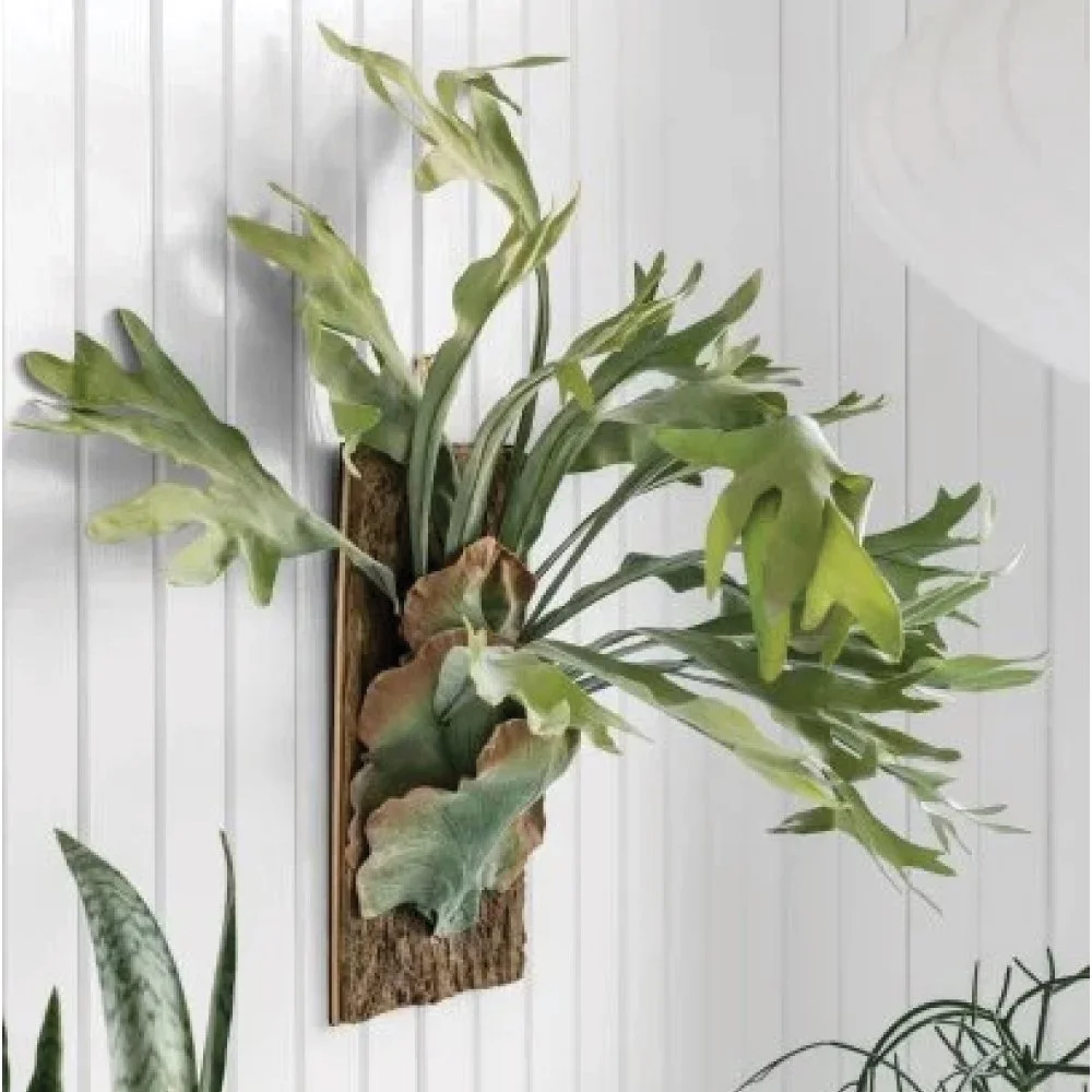 staghorn-fern.jpg