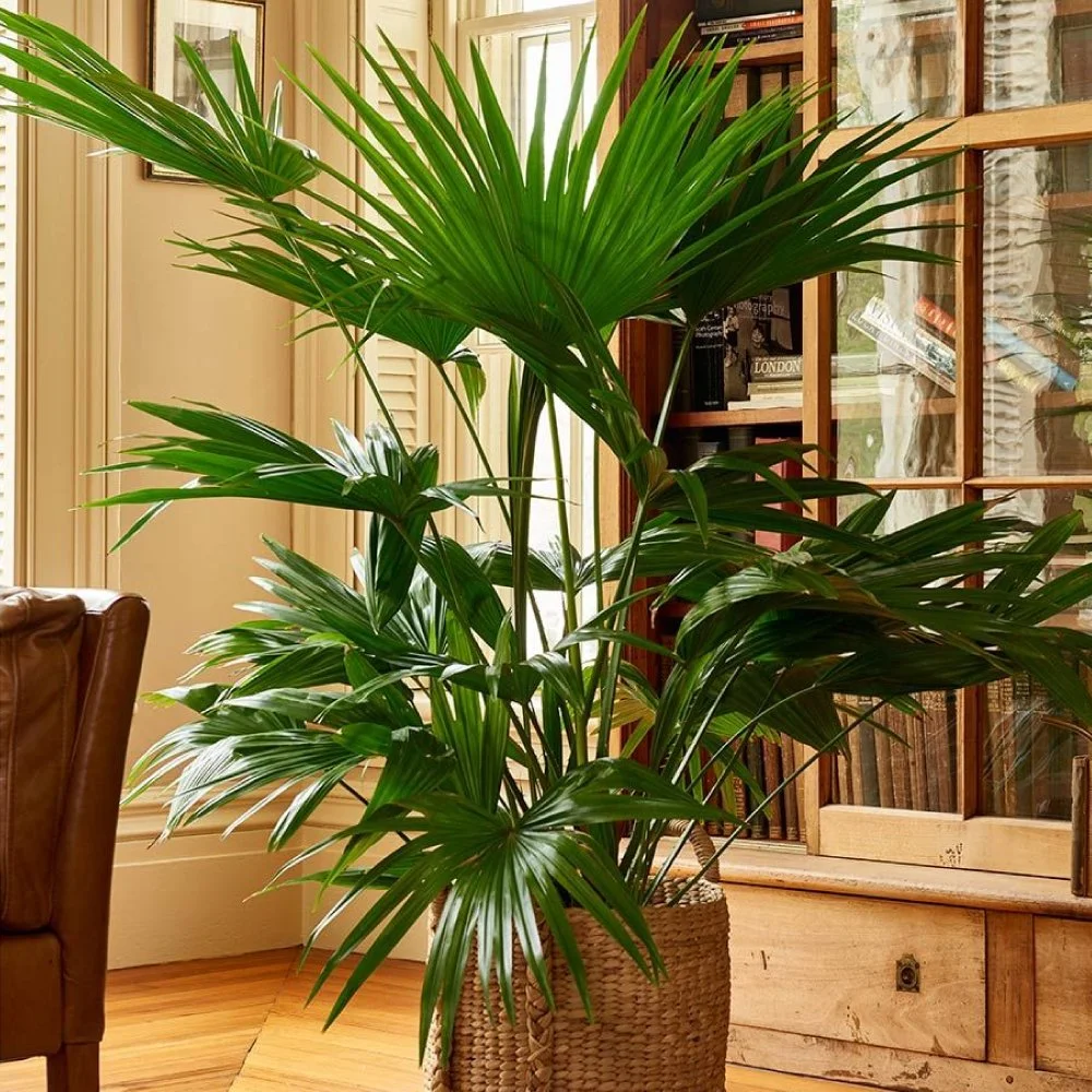 chinese-fan-palm.jpg