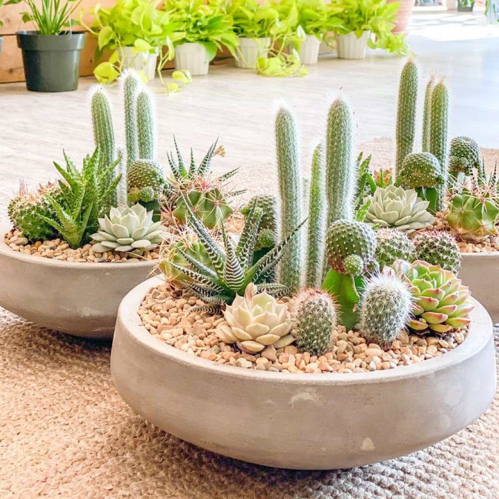 cactus-centerpiece.jpg