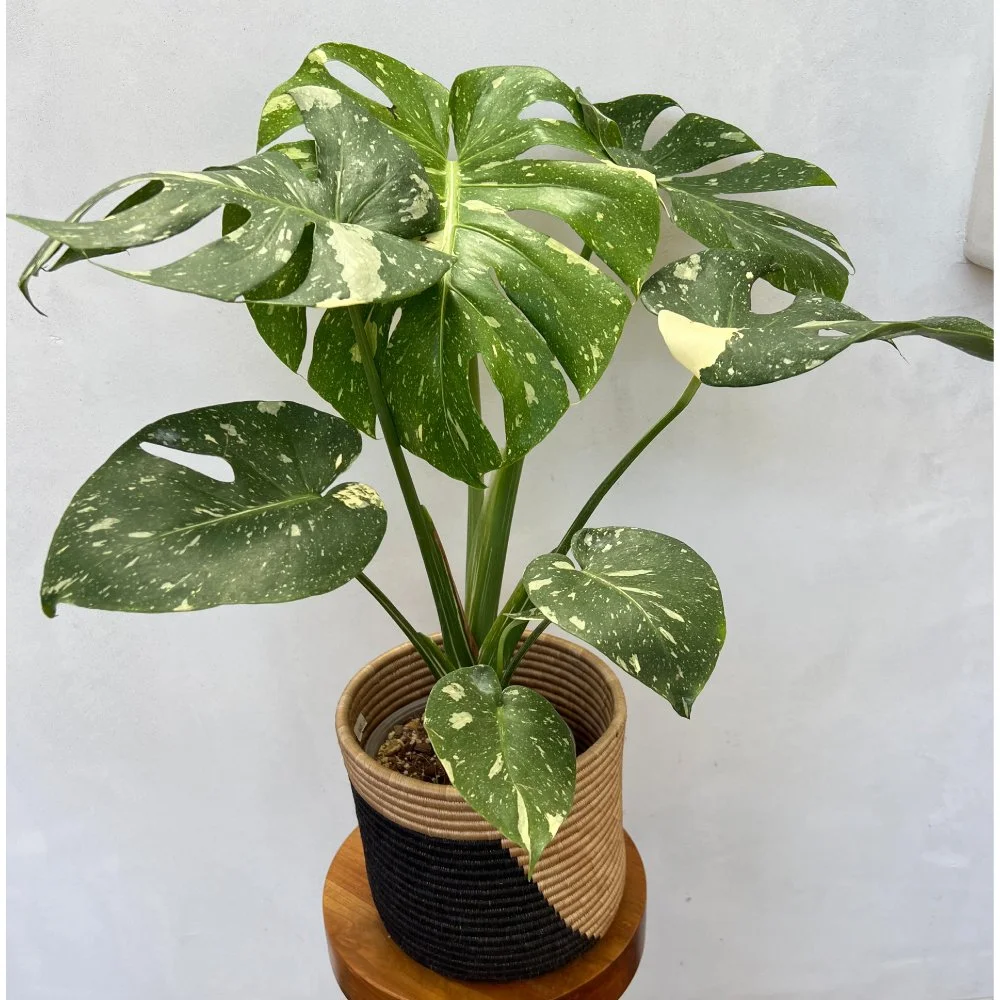 thai-con-monstera.jpg
