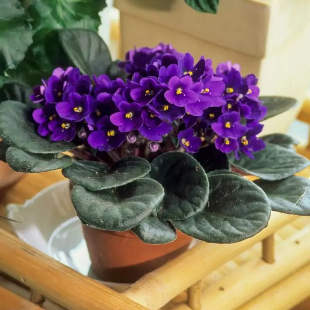 african-violets.jpg