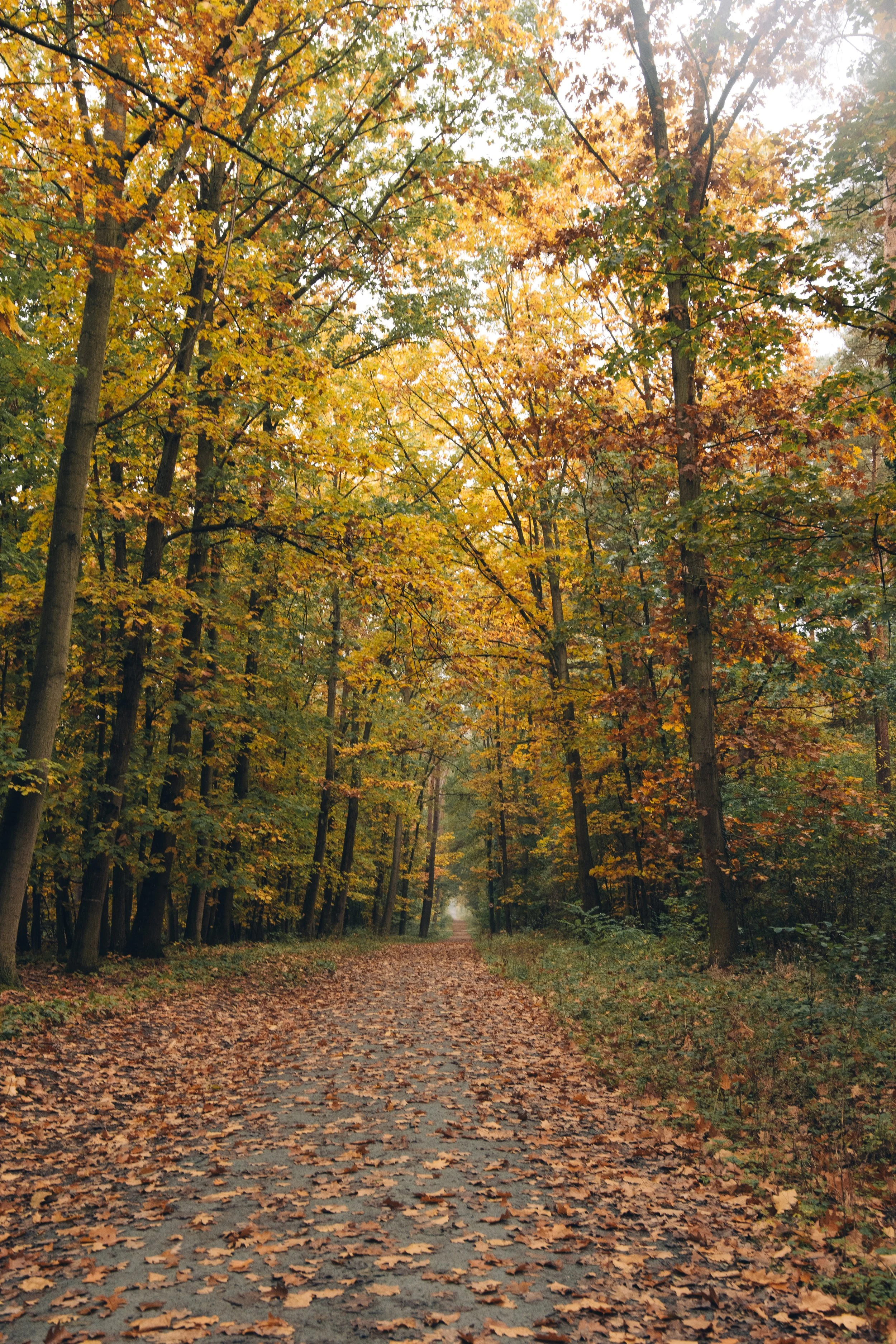 Quiet autumn path winding through the woods