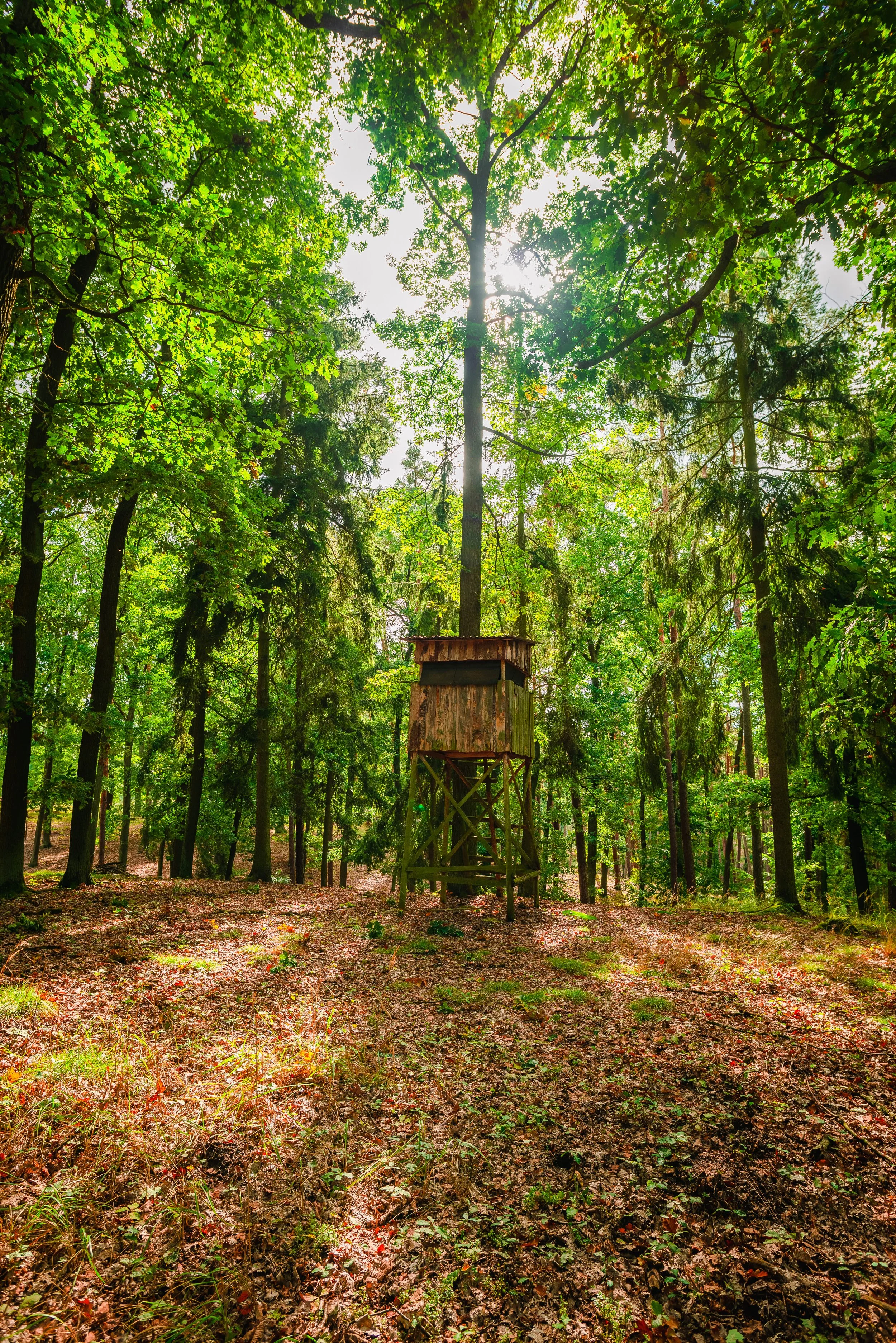 Tall trees in a sunlit green forest