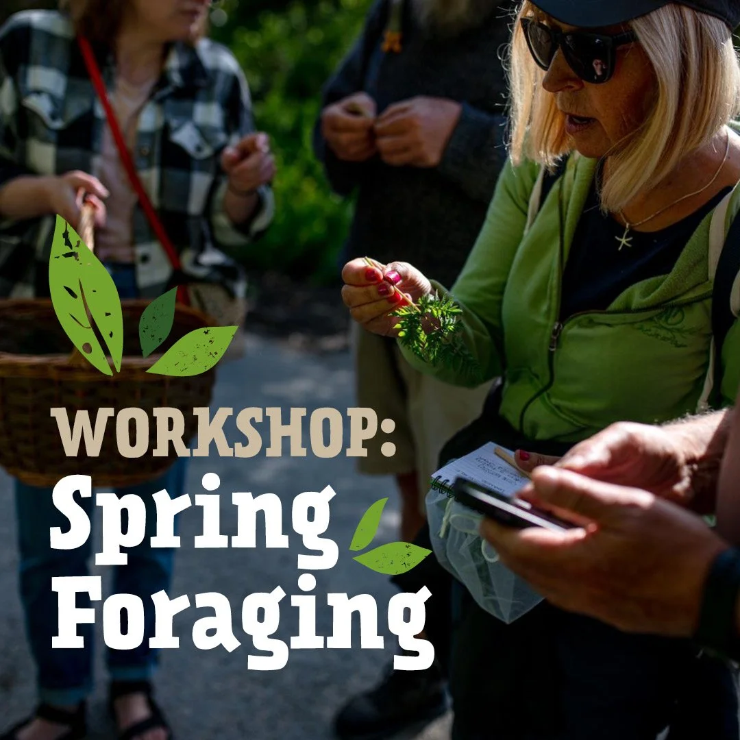 Foraging workshop: spring greens and flowers 