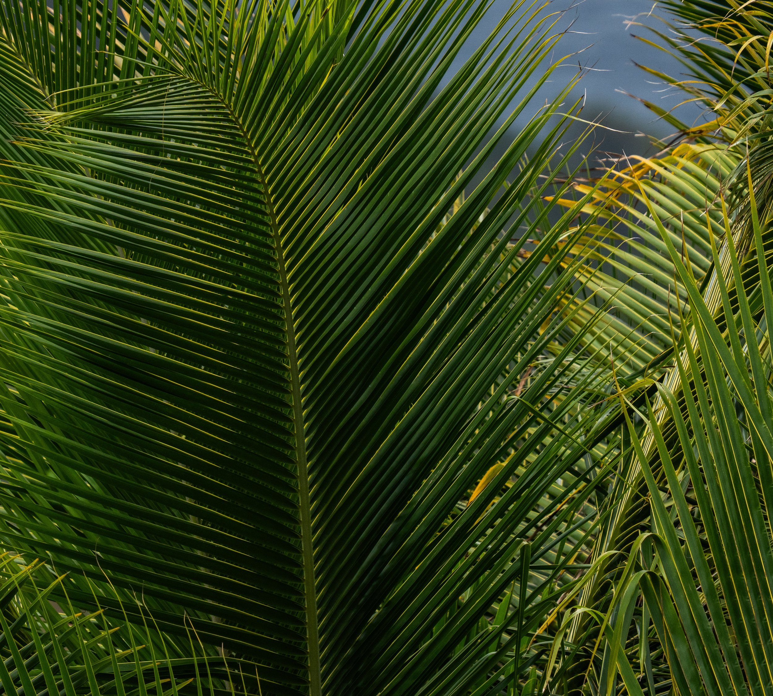 _DSC3105.jpeg