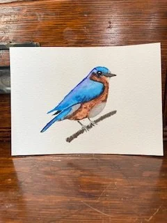 Bluebird Kim S Joy.jpeg