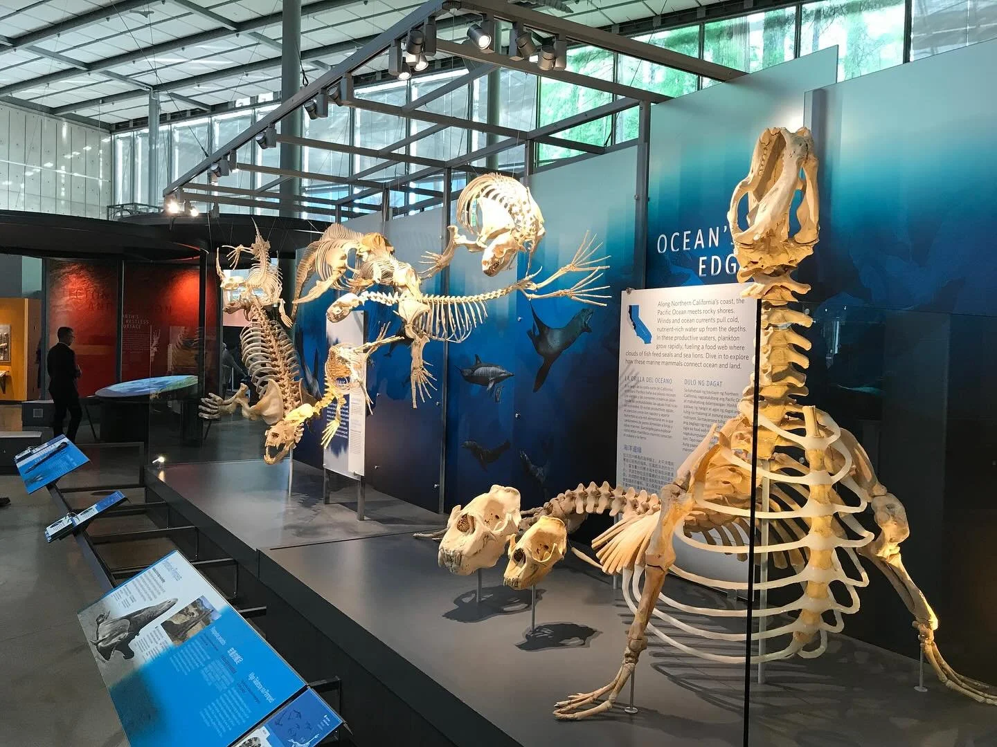 California Academy of Sciences. &ldquo;Giants of land and sea&rdquo;. Go check it out if you&rsquo;re in the neighborhood. Turned out amazing 😻 

#museum #giantsoflandandsea #california #science