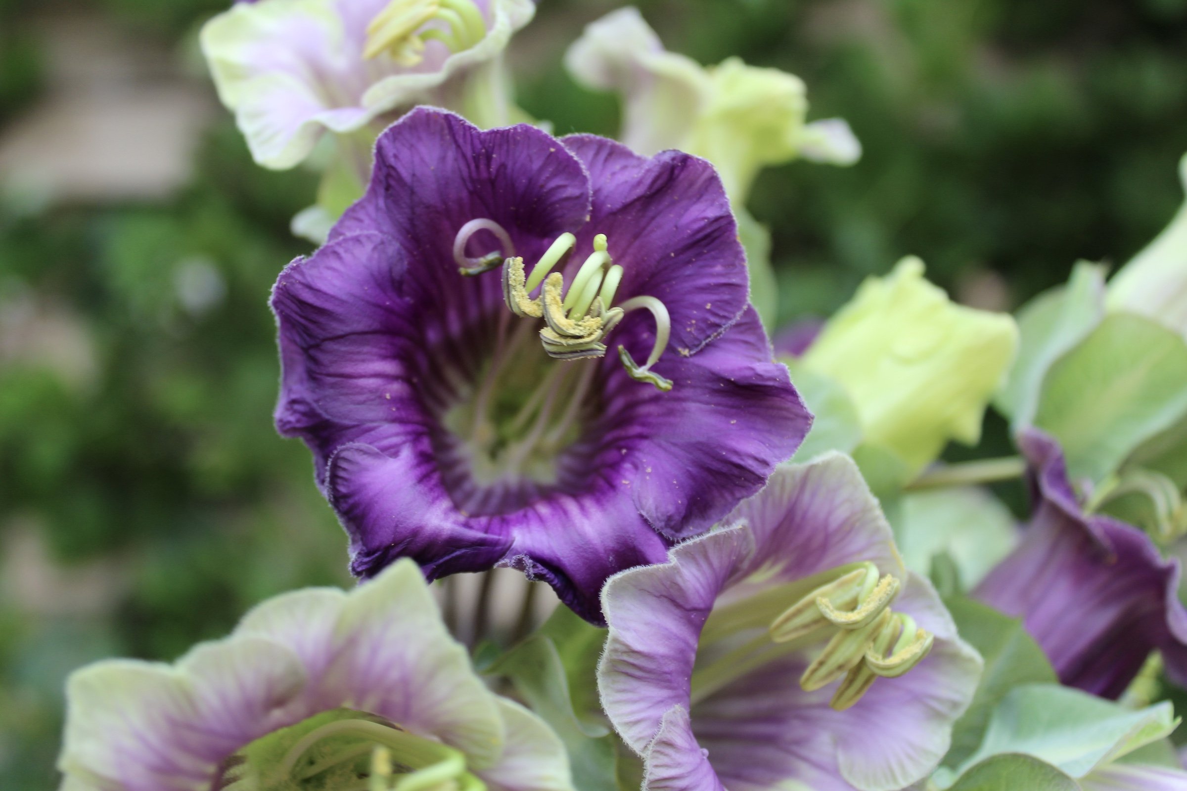 Cathedral Bells vine flower, aka Cobaea scandens. Lovely in arrangements.