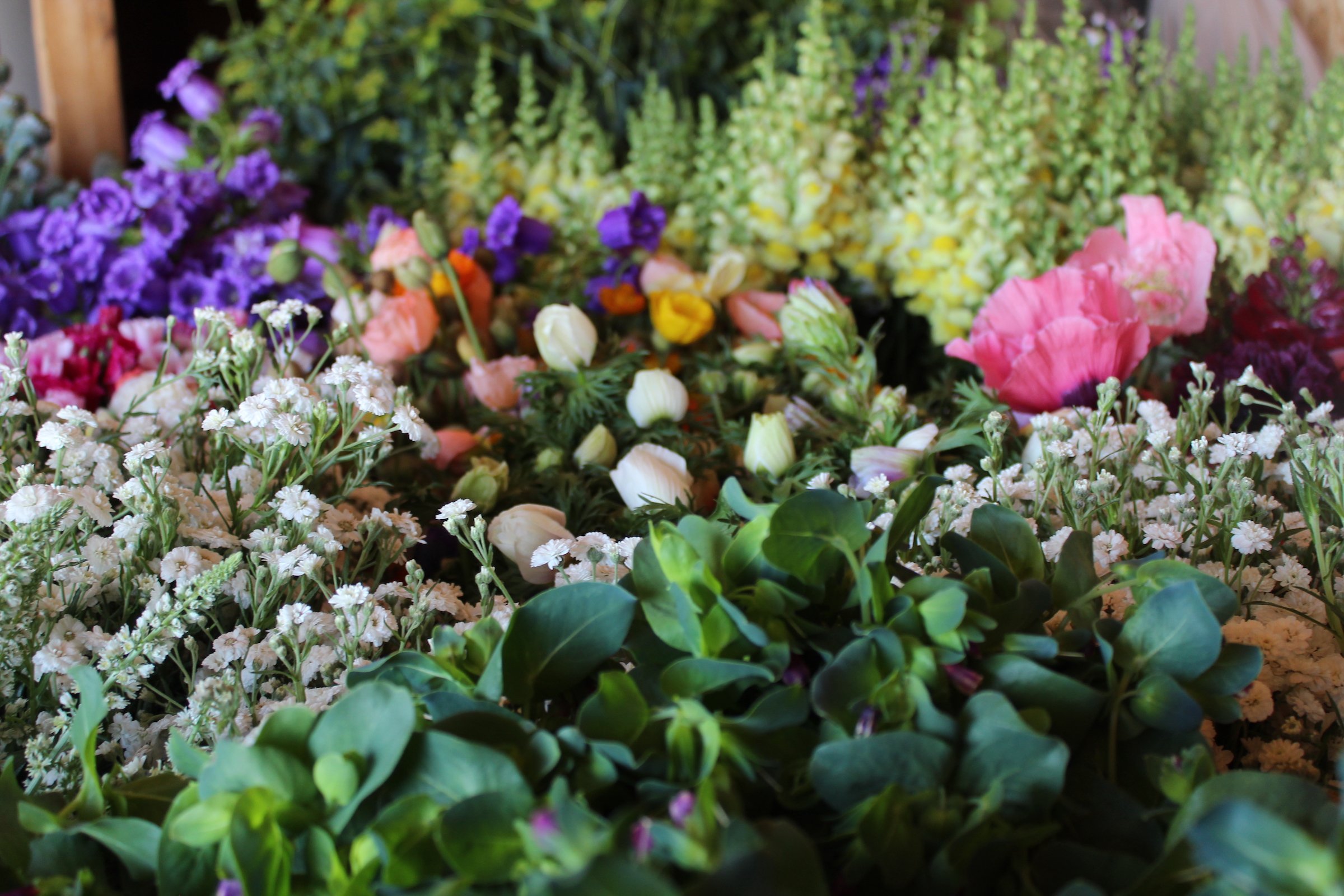 An early summer harvest of cerinthe, pearl yarrow, anemones, ranunculus, and snapdragons.