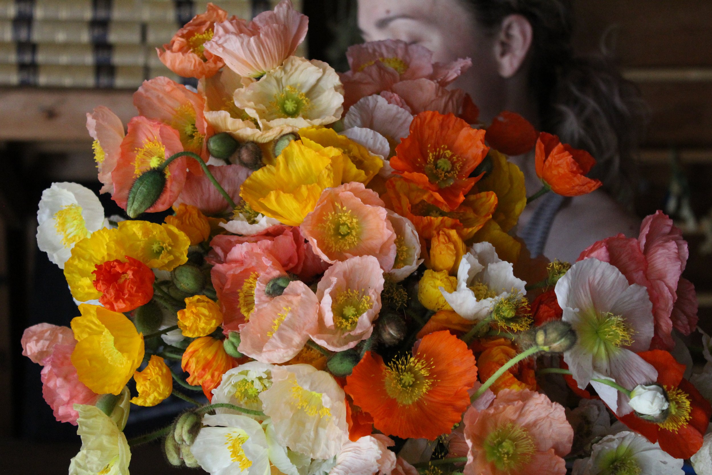 A lovely armload of Iceland poppies.