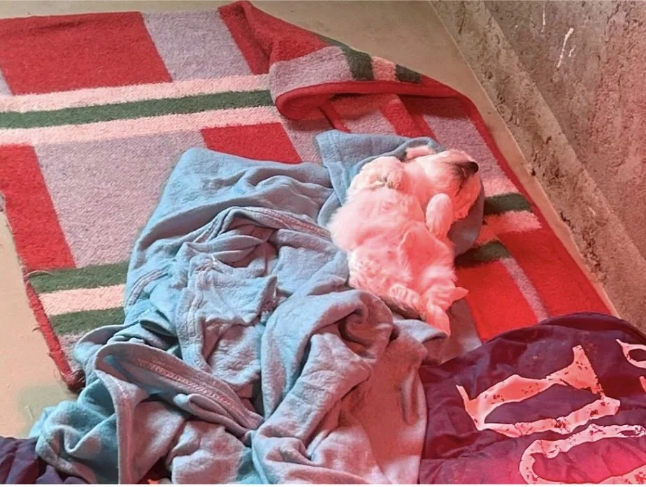 weißer welpe liegt auf karierter Decke.jpg