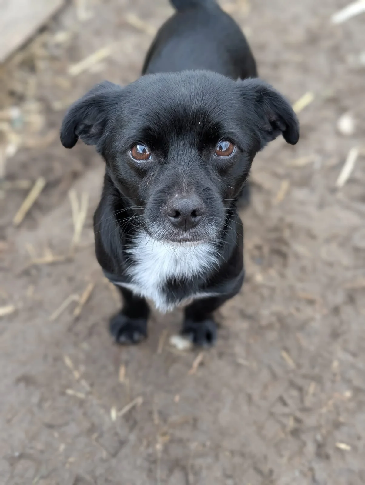 kleiner schwarzer Hund.JPG