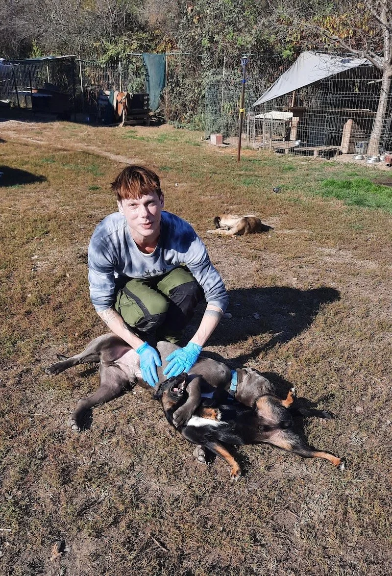 Mensch streichelt Hunde die sich am Boden balgen.JPG