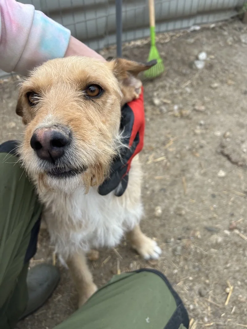 semmelfarbener Hund schaut in Kamera.JPG