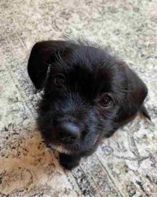 Kleiner schwarzer Hund blickt in Kamera..jpg