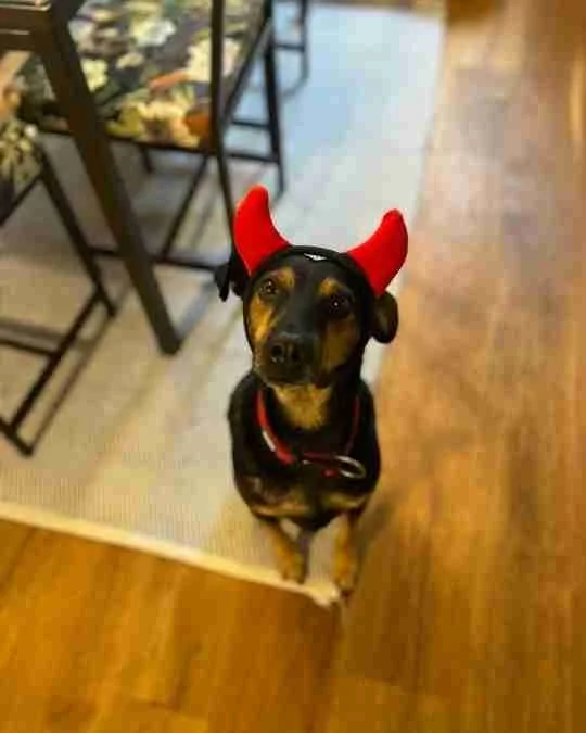 Hund blickt in Kamera..jpg