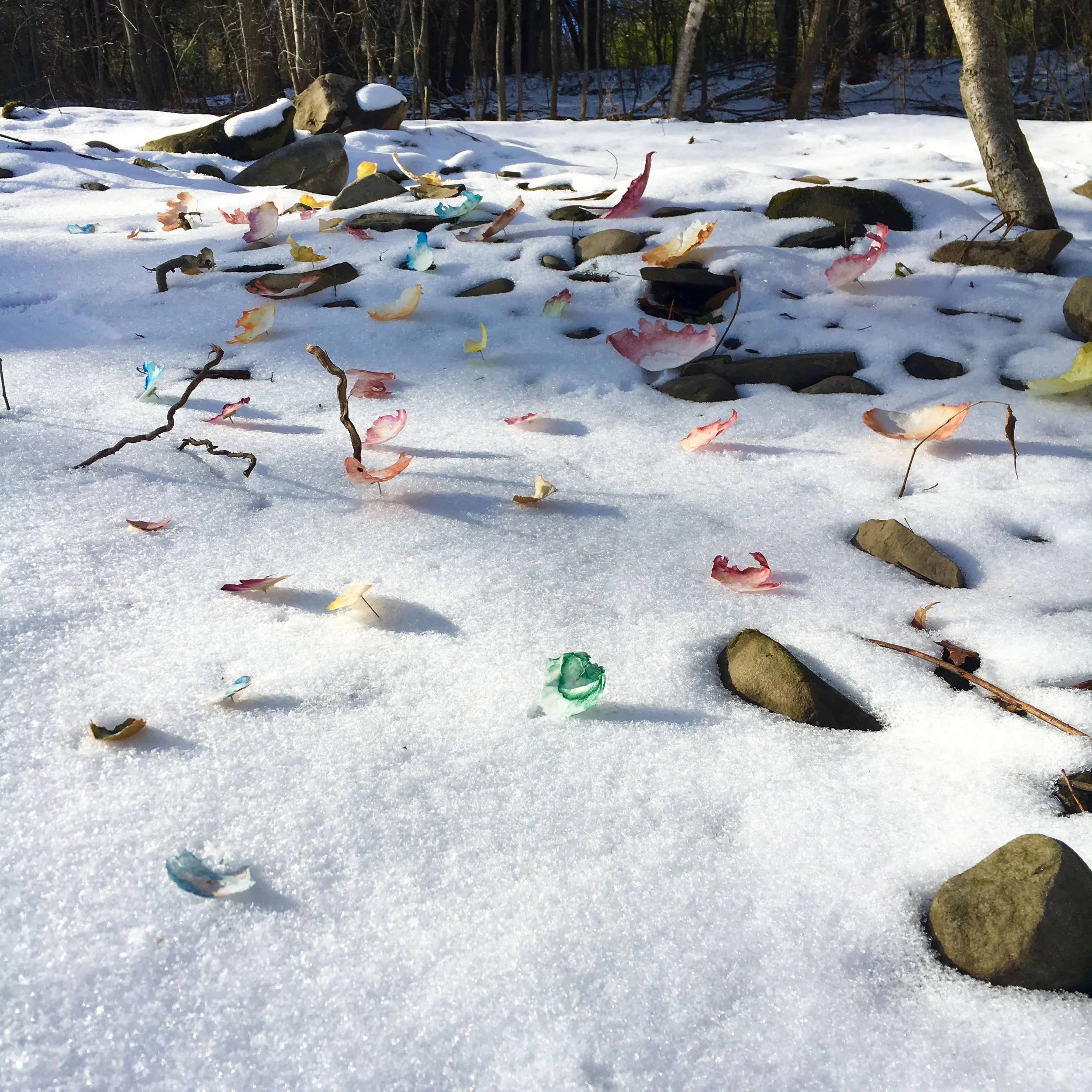 Leaves ground bottom.jpg