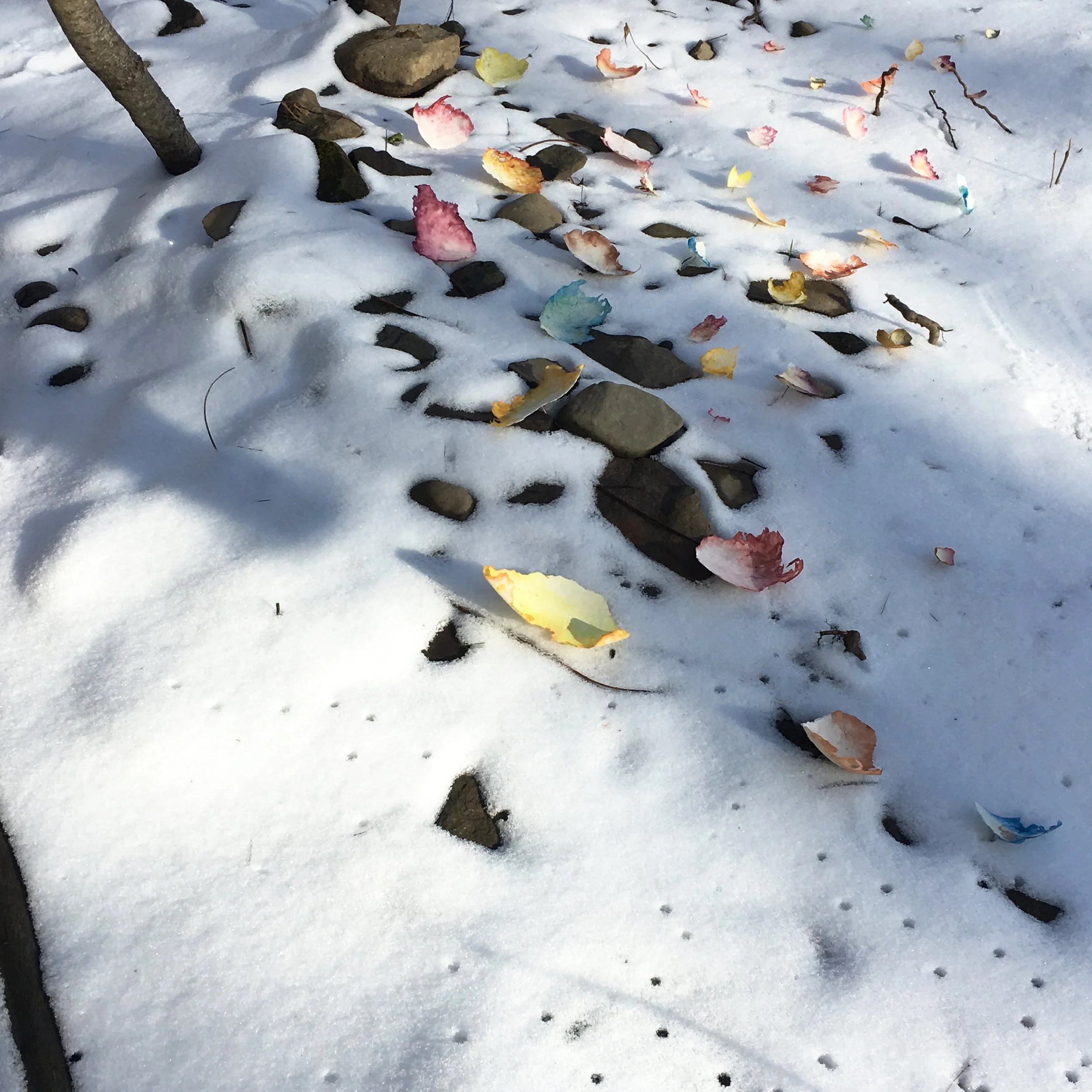 Leaves ground top.jpg