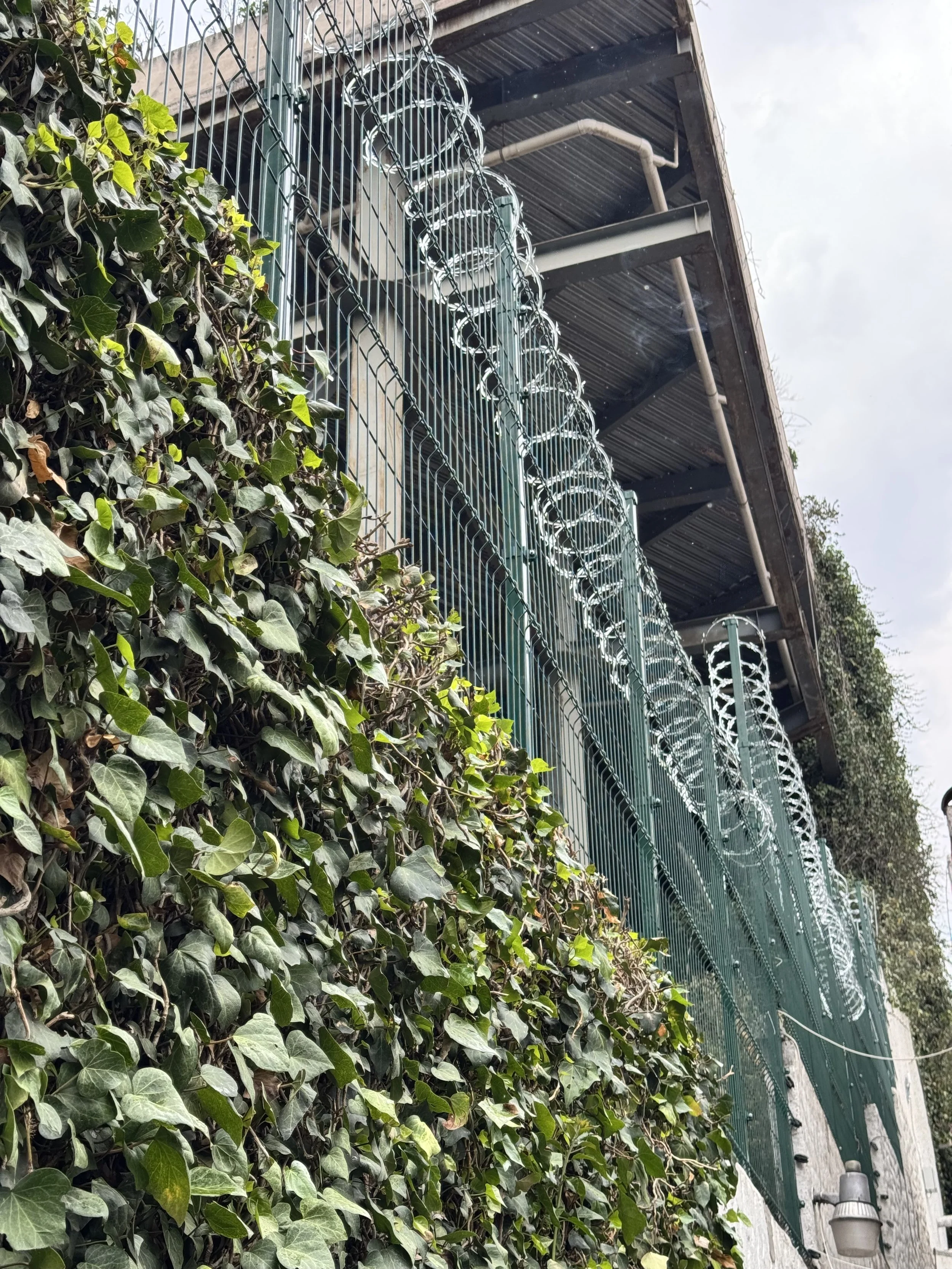 Valla de alambre con cuchillas de espiral en la parte superior, junto a un edificio con una pared cubierta de plantas verdes.