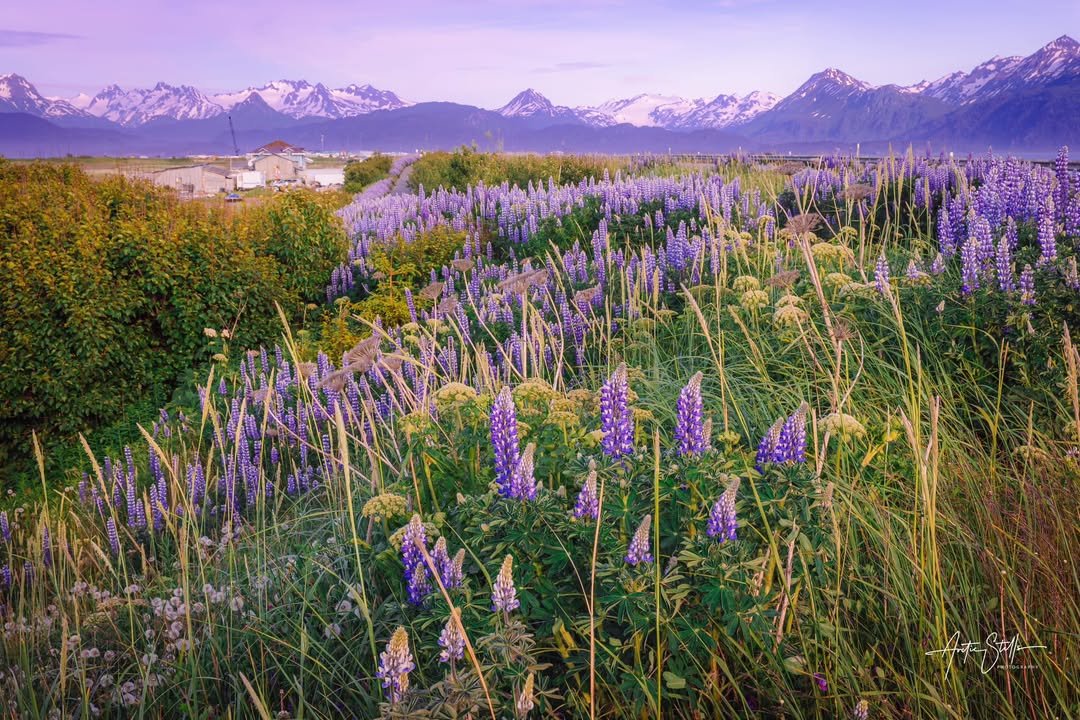 The lupine are coming. 🌿💜

In just a few weeks, Homer will be blooming&mdash;literally. Pro tip: walk the Homer Spit Trail in June for front-row views of the wildflower magic. It&rsquo;s like strolling through a purple dream.

Ready for a summer es