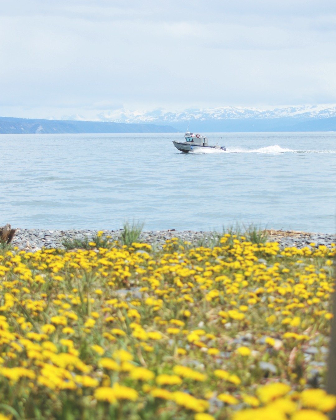 Homer in the summer just hits different. ☀️🌸🎣 Boats on the bay, wildflowers everywhere, and golden hour that glows.

Make Lakeshore Lodging your basecamp for bucket-list adventures + chill vibes.

✨ Use code SUMMER10 for 10% off your stay.

#VisitH