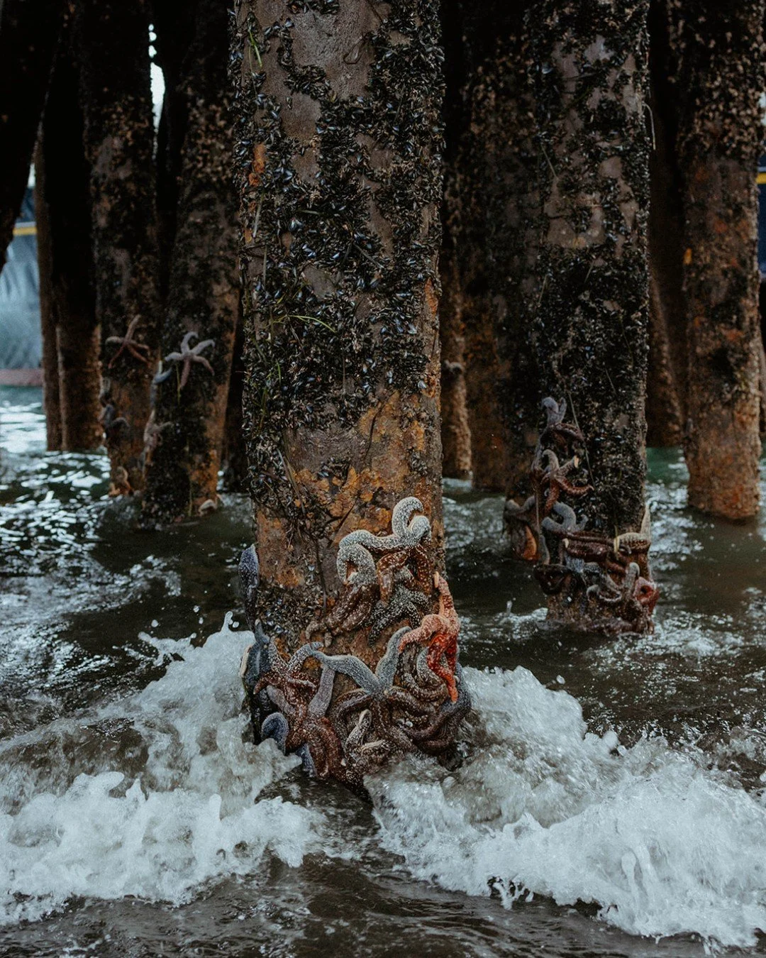 Beach walks here come with bonus sightings like these sea stars clinging to the pilings. ✨ 

One of our guests&rsquo; favorite discoveries, and it&rsquo;s just steps from our Beachfront Lodges on the Homer Spit.

#LakeshoreHomer #HomerAlaska #HomerSp
