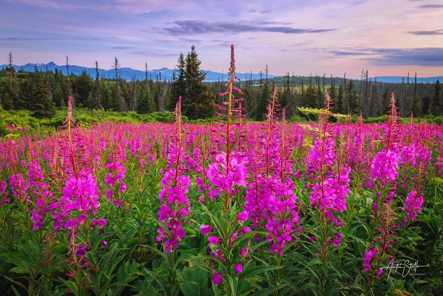 When the fireweed blooms, you know it&rsquo;s summer in Homer. 🌸 

Fields of pink, long evenings, and that feeling that you want to stay outside just a little longer. Fireweed season doesn&rsquo;t last forever &mdash; and that&rsquo;s part of what m