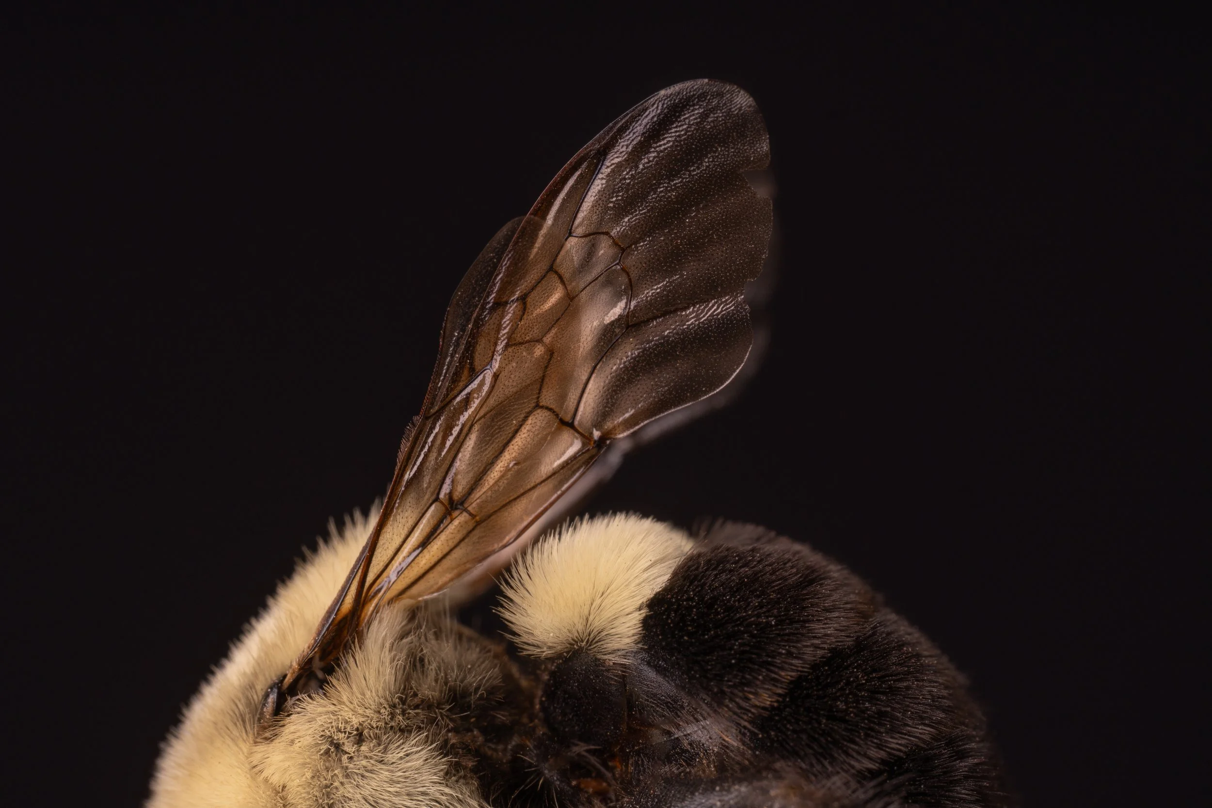 Critters 7452