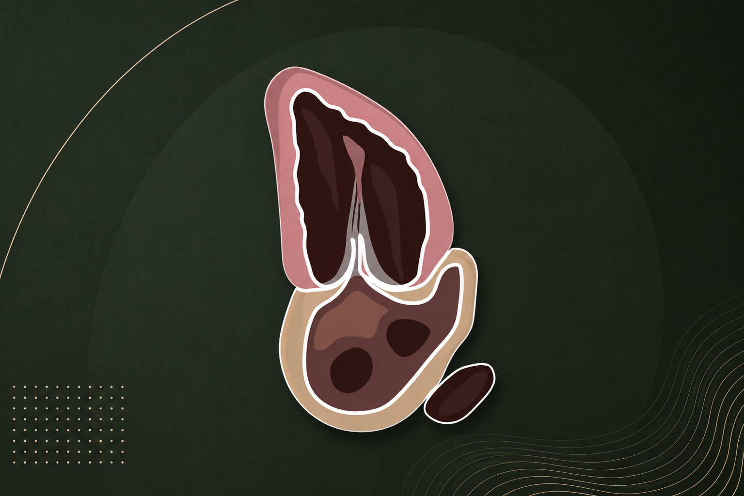 How to Get Apical 2 Chamber View on Echocardiography