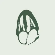 Close-up of a green seed or nut with a textured surface.