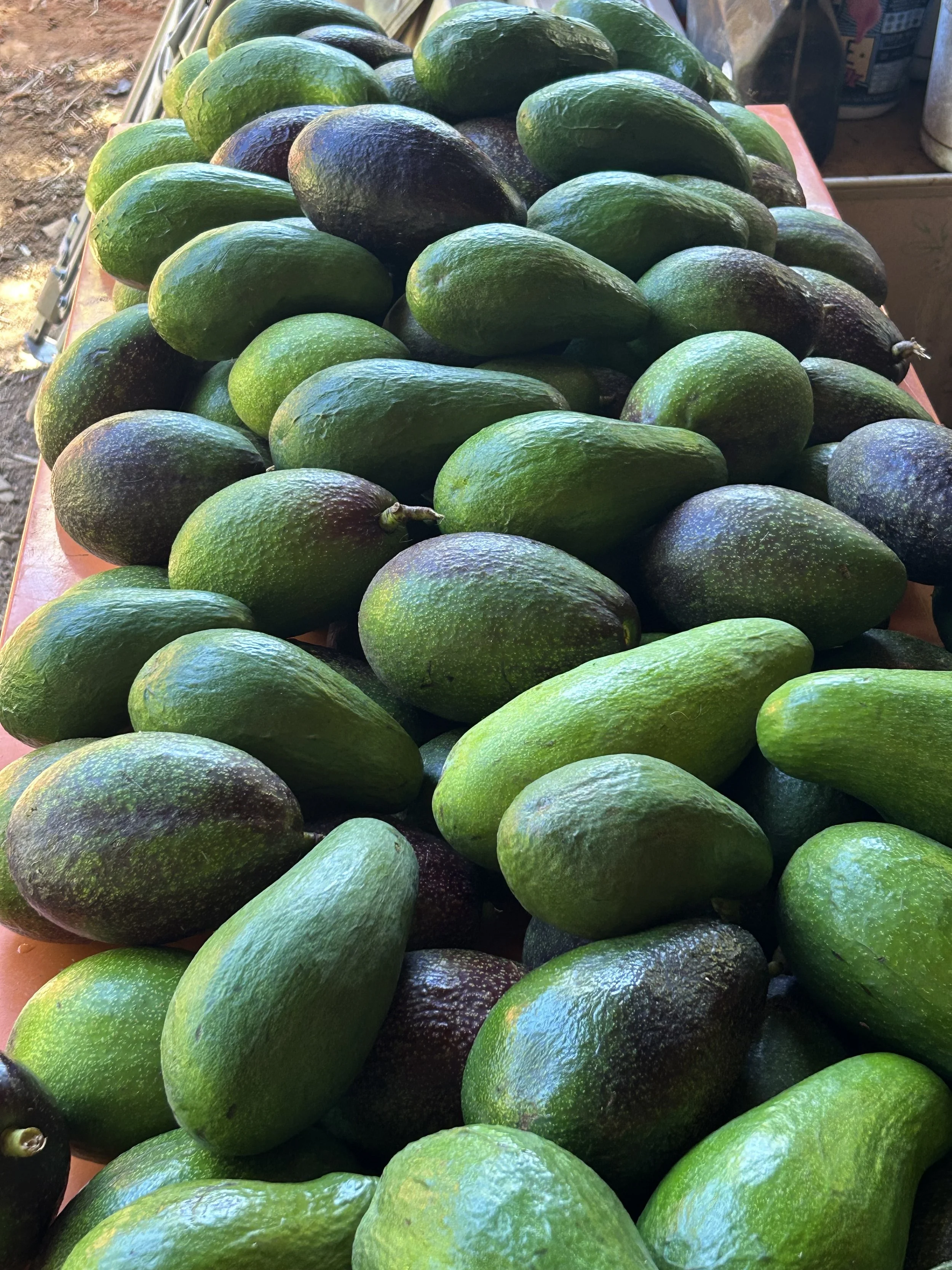 avocados.jpeg