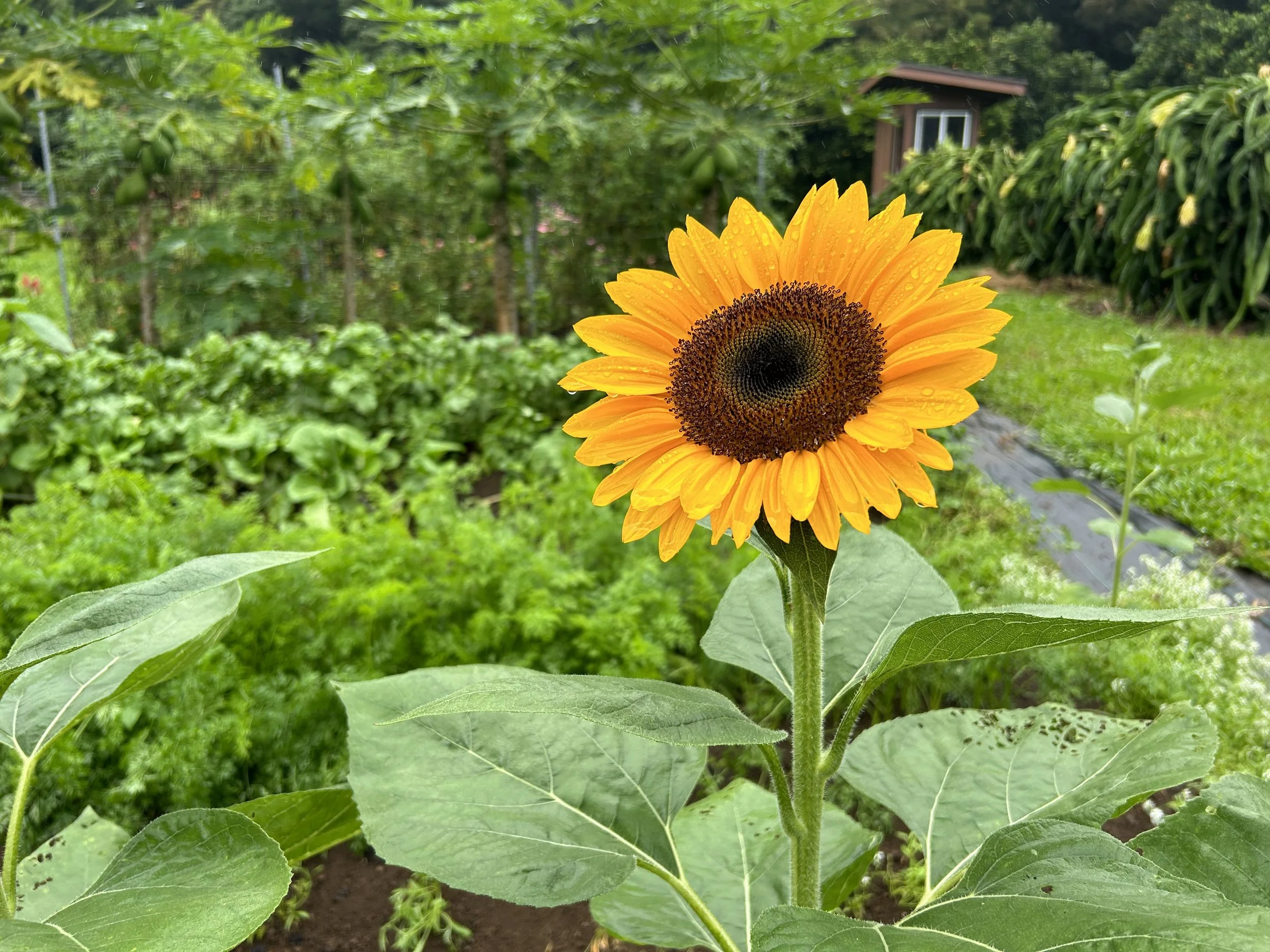 sunflower.jpeg
