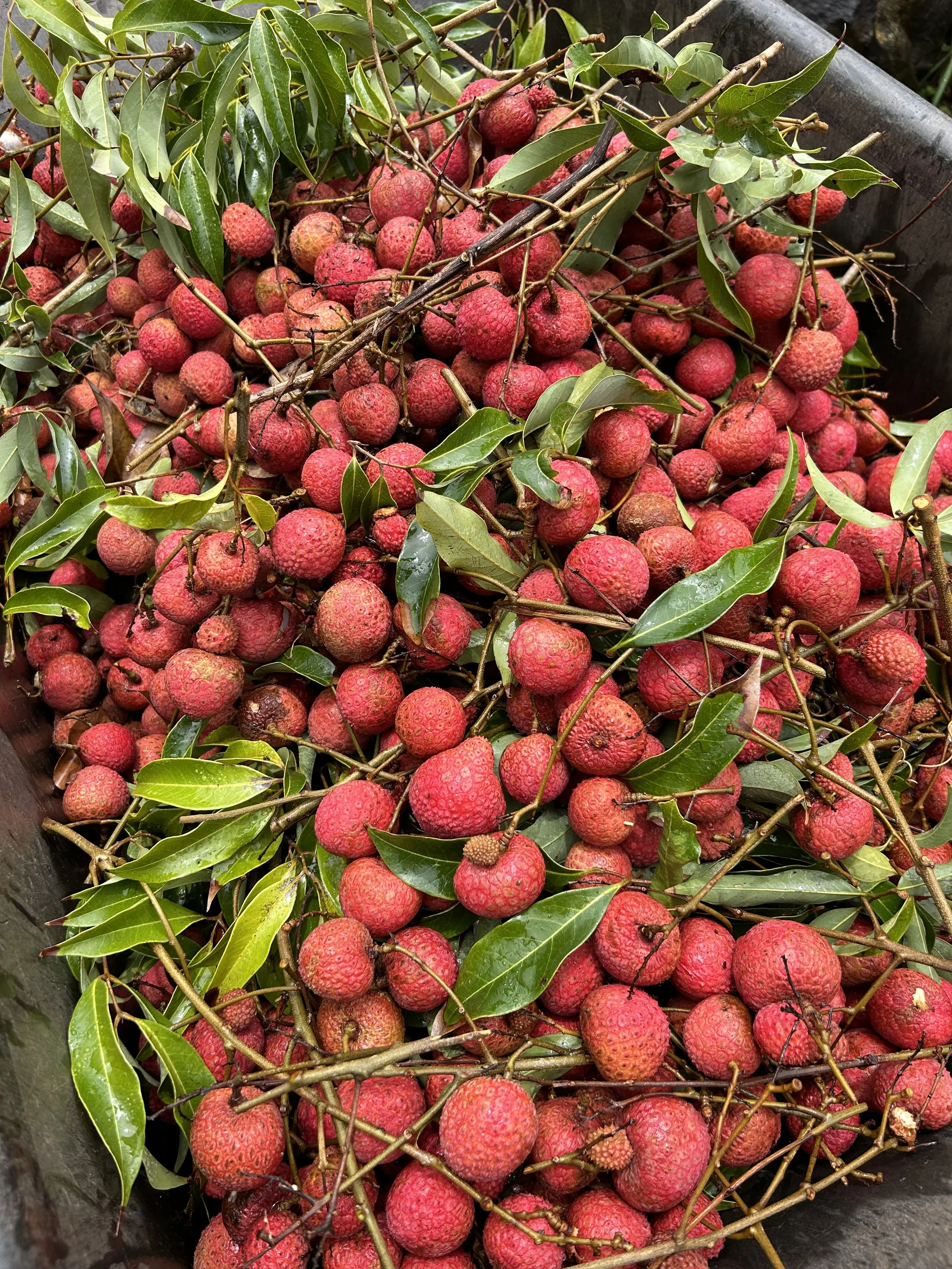 red fruit.jpeg