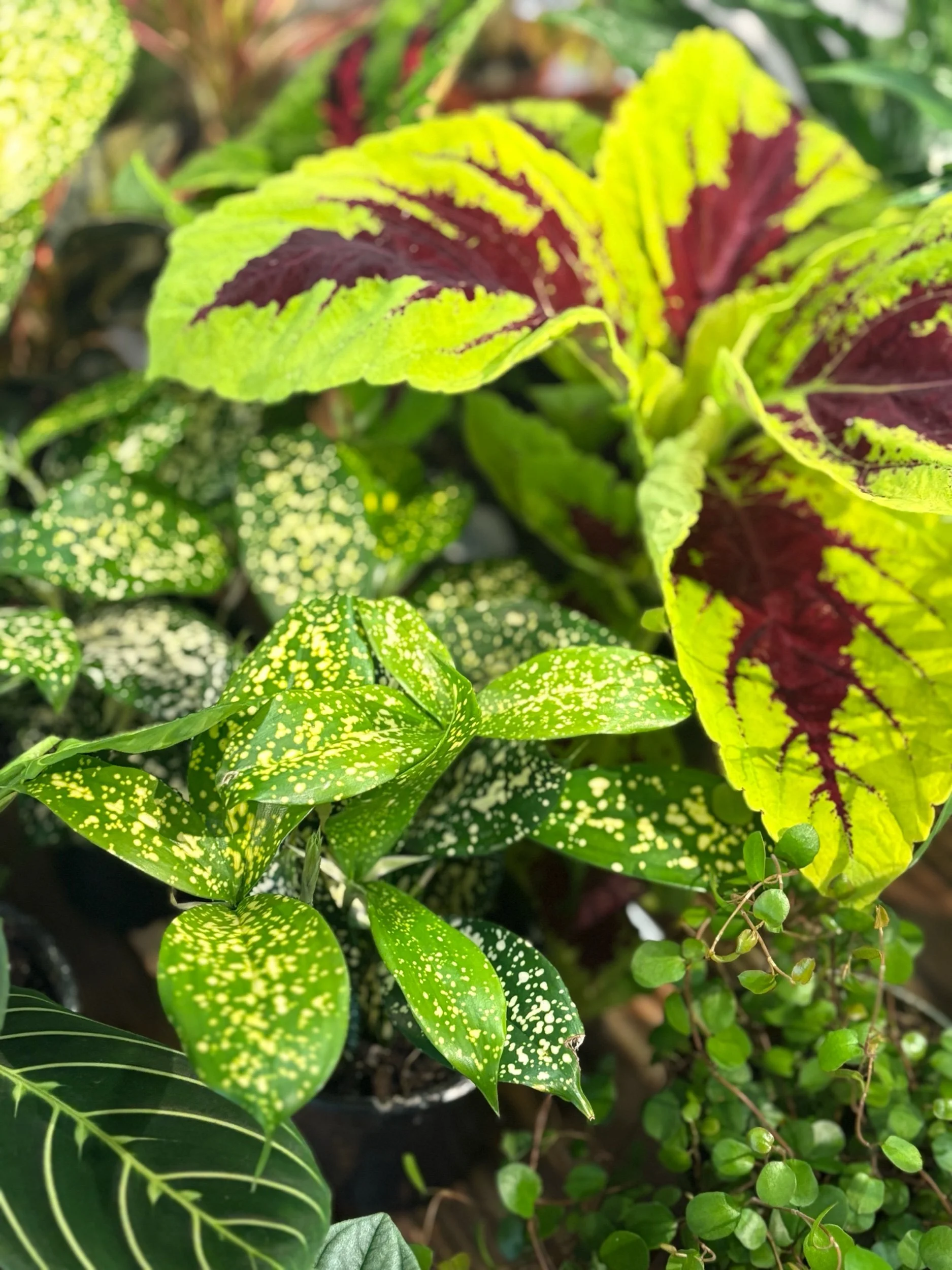 Our Policies | Explore Our Policies Today — Plant'd