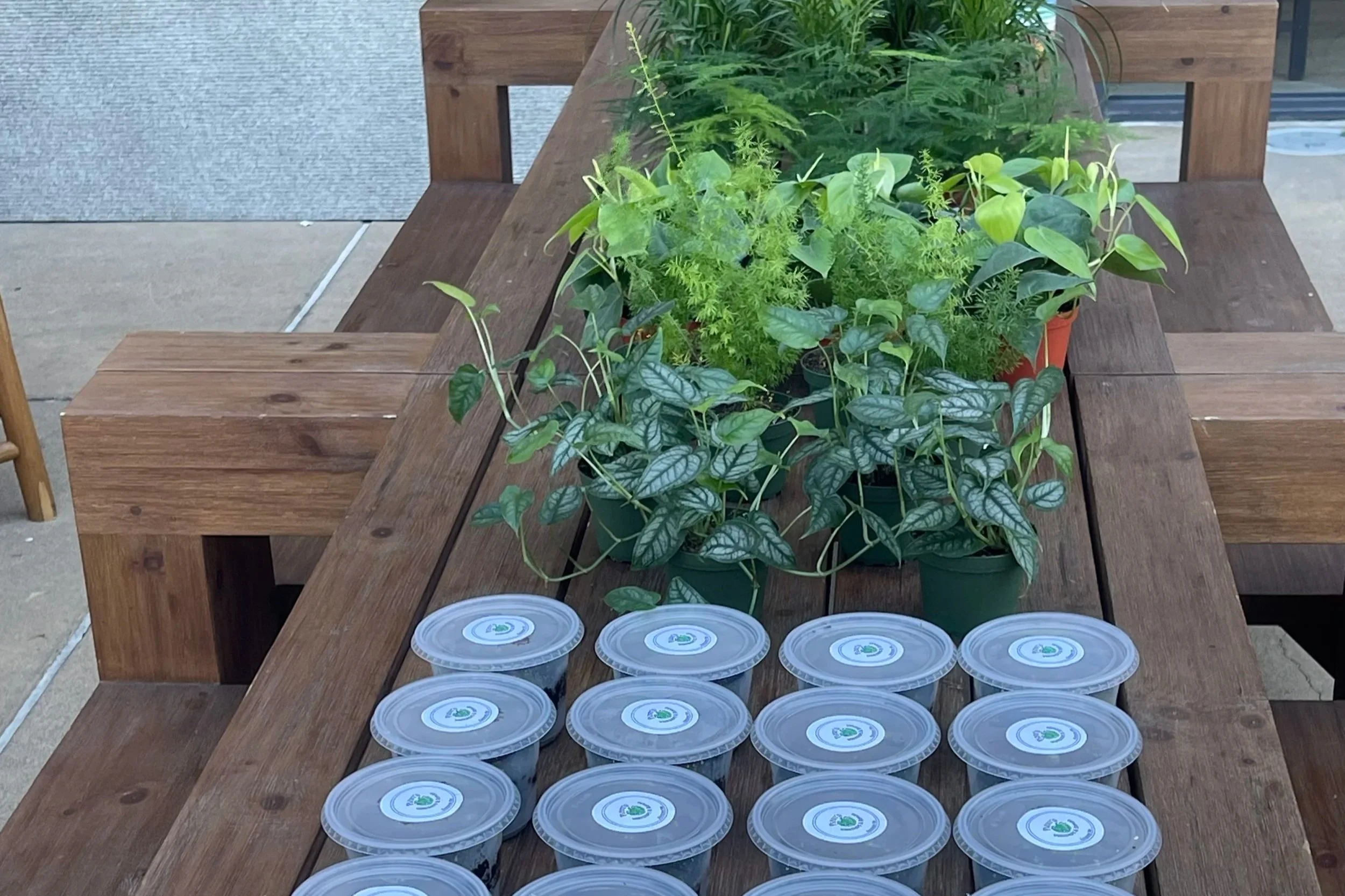 Several small potted plants placed on a wooden table with clear plastic containers with lids, outdoors.