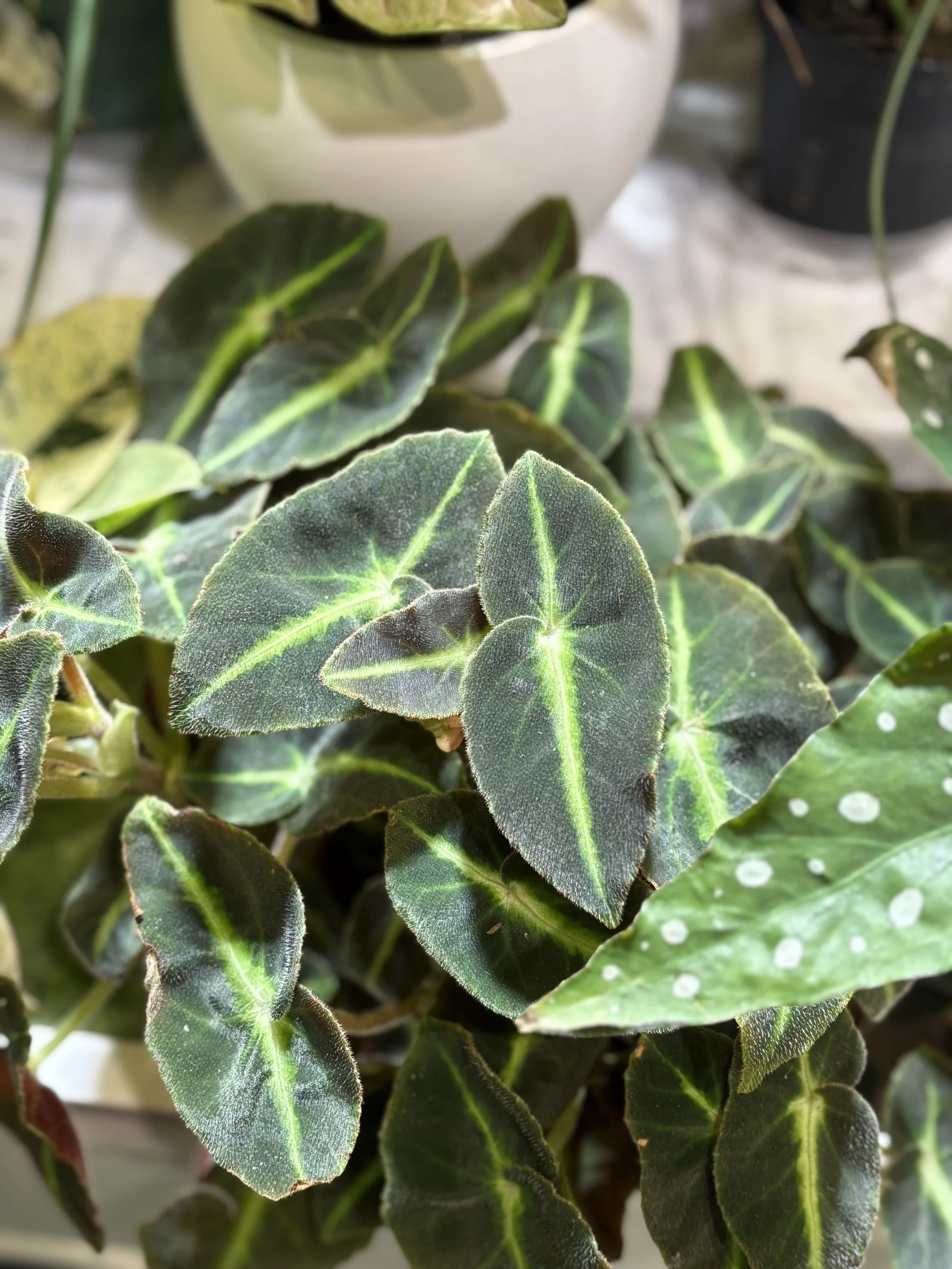 Close-up photo of violet-green leaves with a fuzzy texture, arranged in overlapping layers, with some leaves showing prominent lighter veins, against a blurred background.