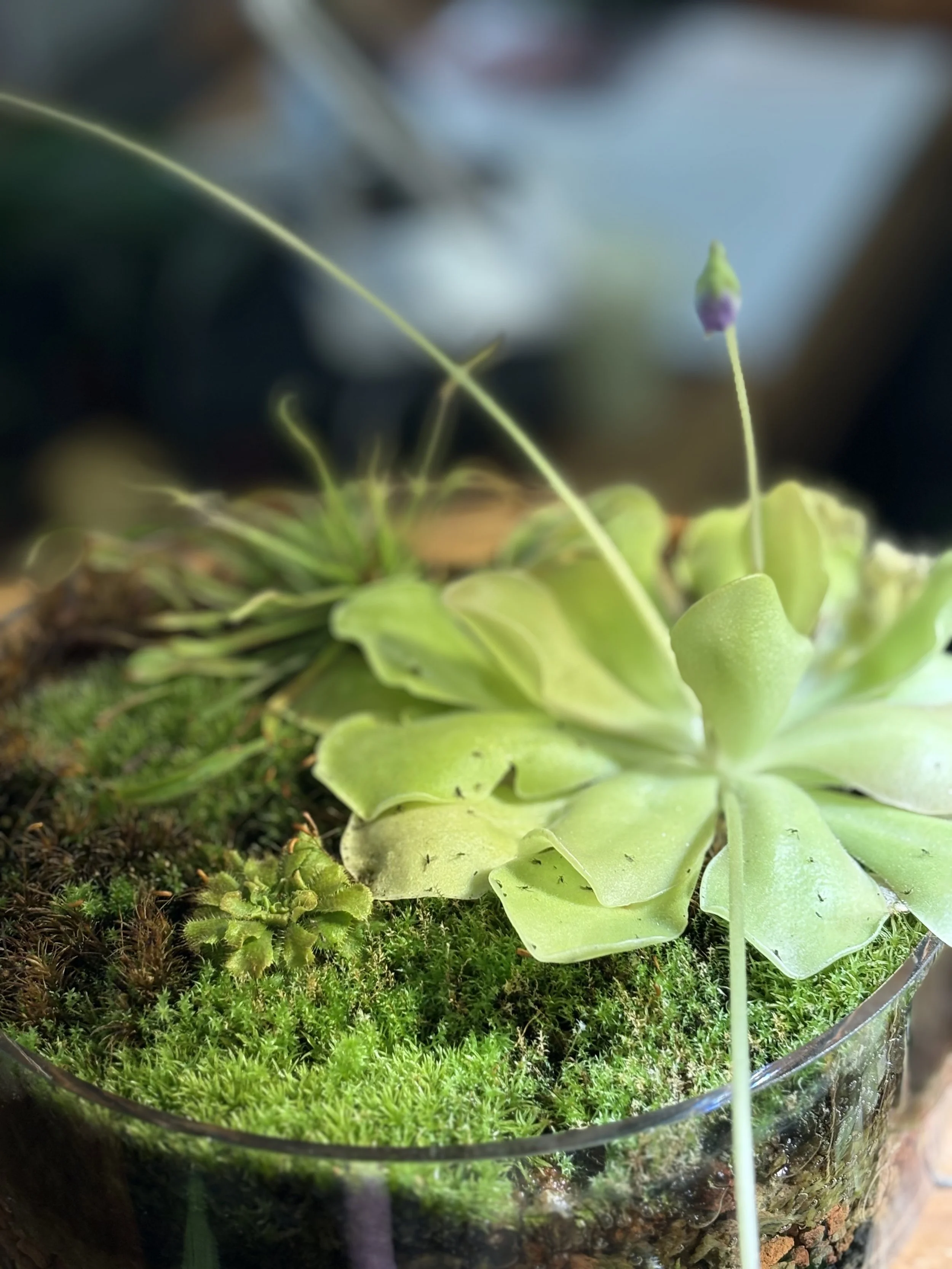 Close-up of small green plants and moss growing in a glass container.