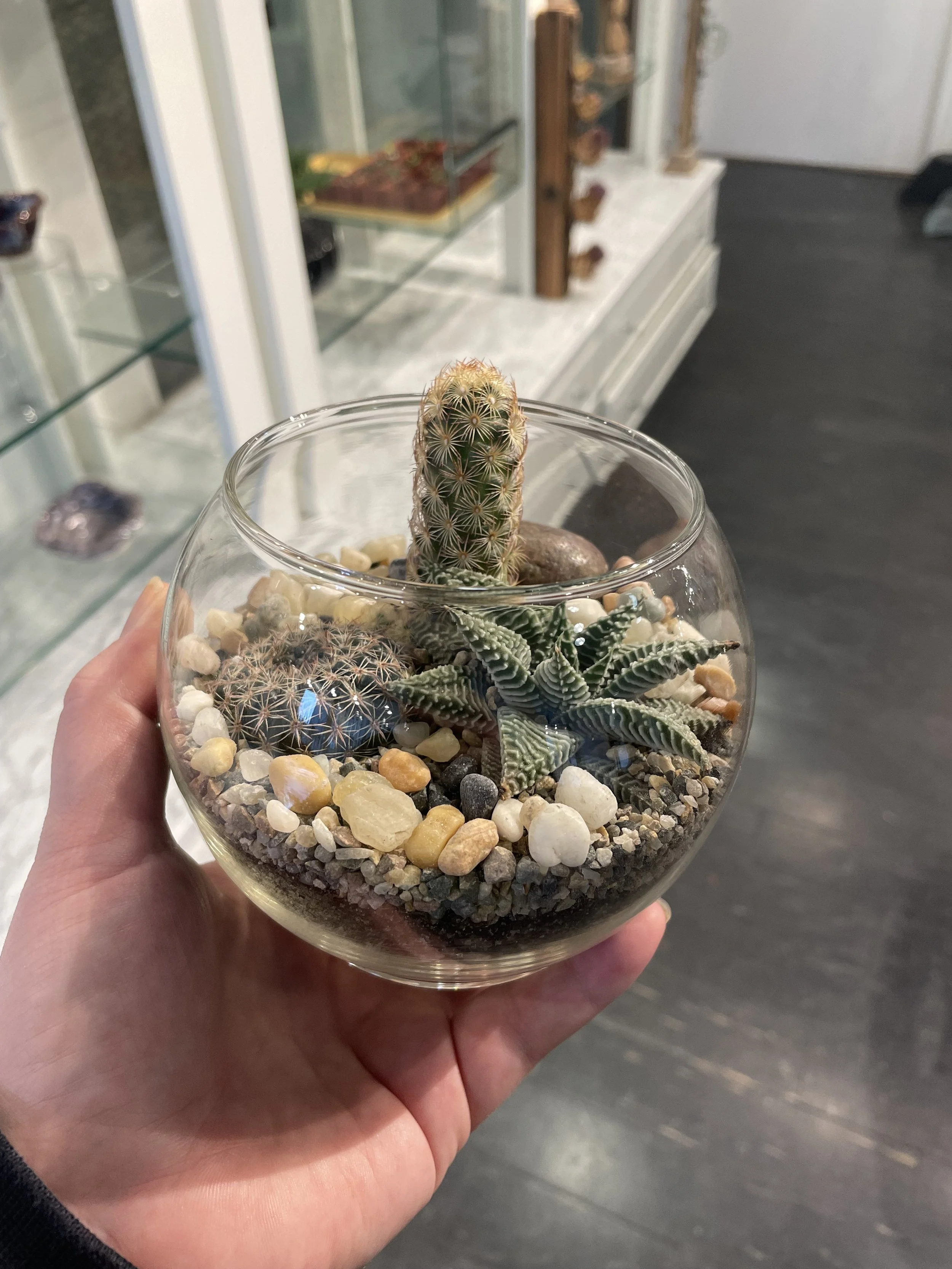A hand holding a glass bowl with a small cactus and succulents, topped with stones and pebbles, in a store or display setting.