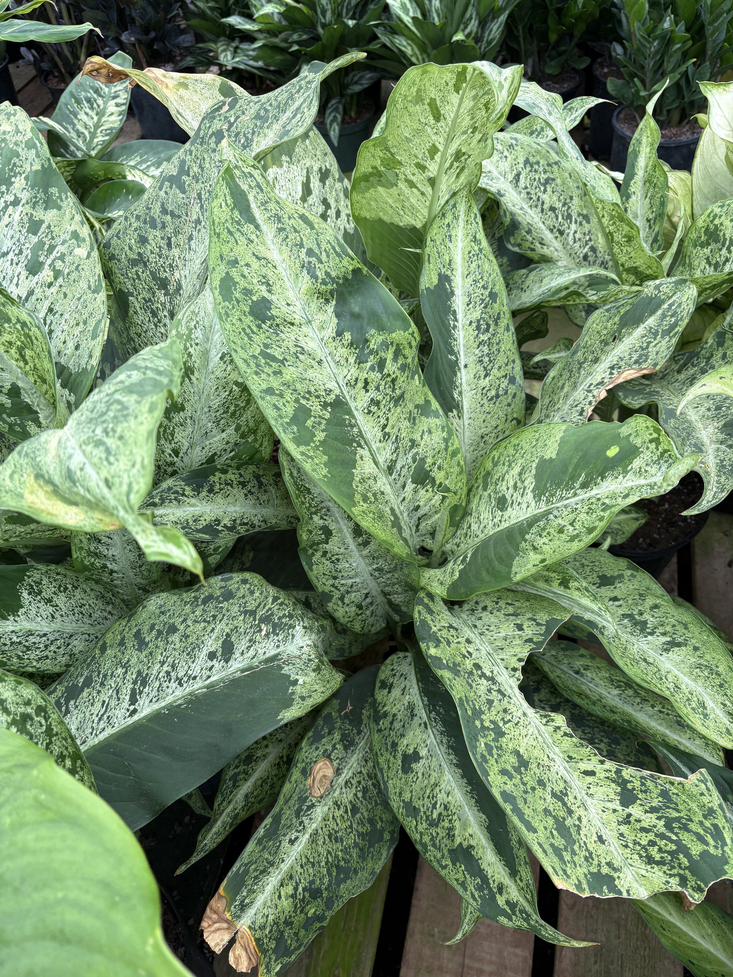Close-up of variegated green and white leaves of a Dieffenbachia plant in a nursery or garden.