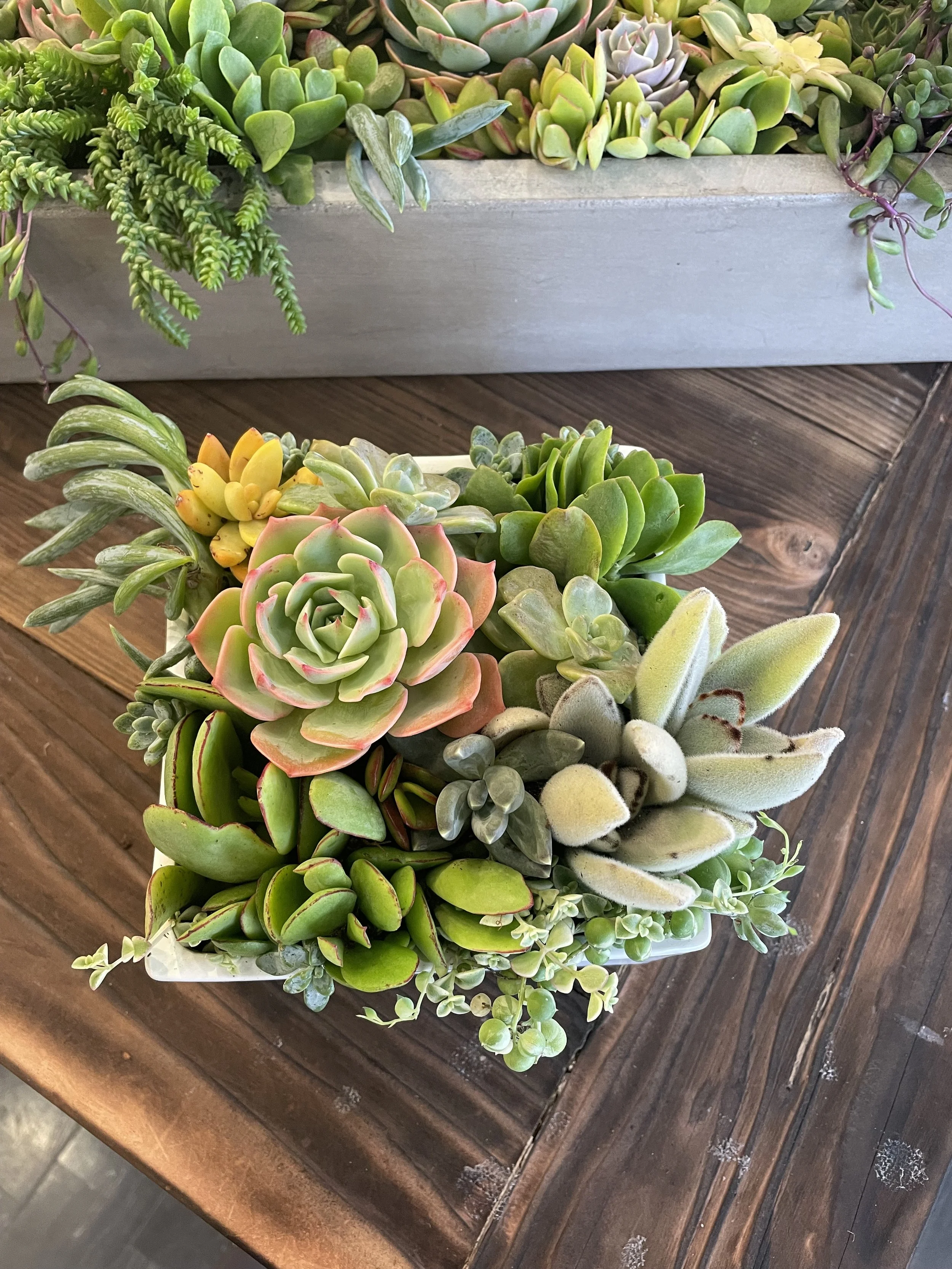 Arrangement of various green and yellow succulents in a white container on a wooden surface.
