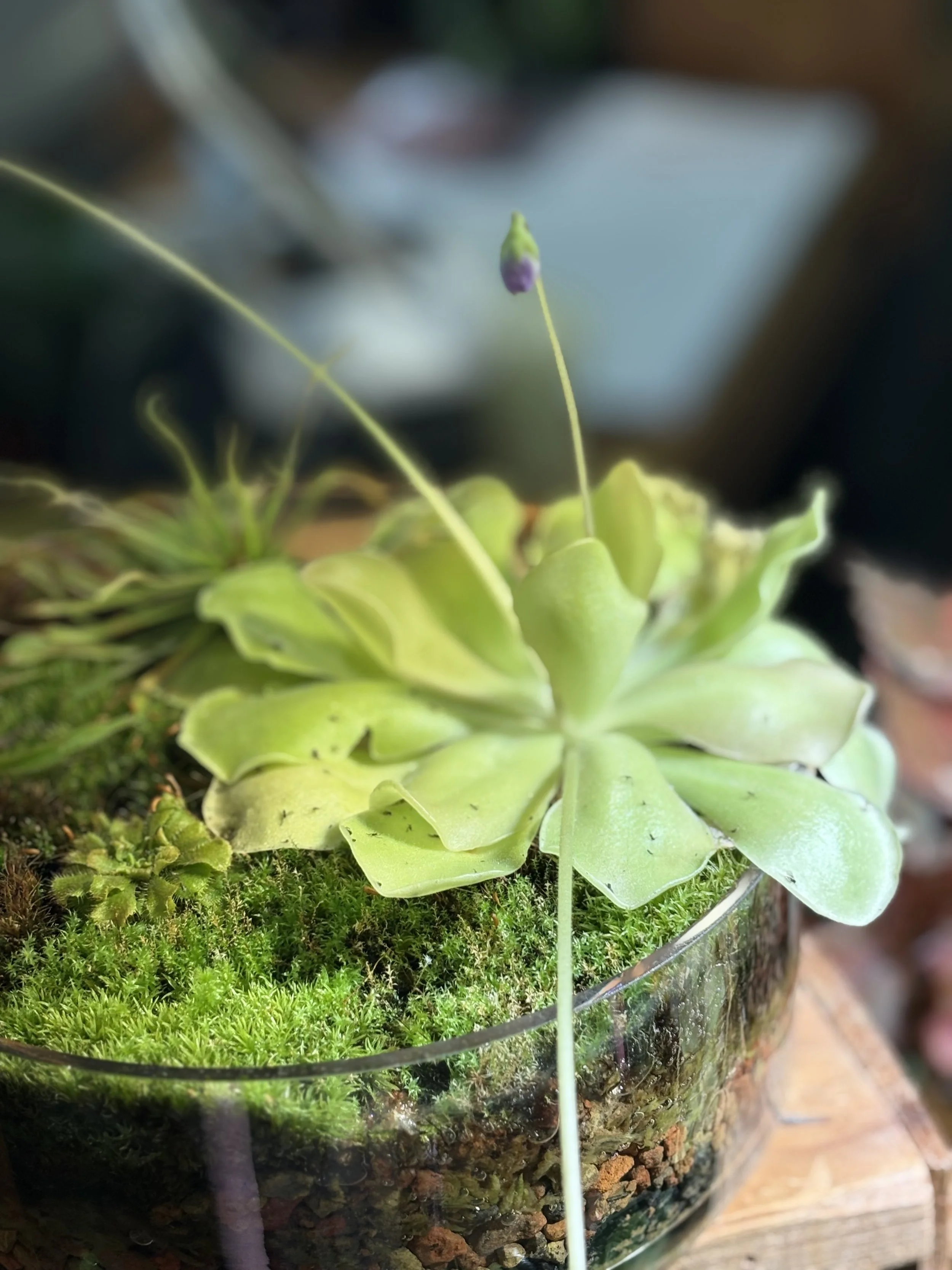 Close-up of a small succulent plant inside a glass container filled with soil, with other tiny plants and moss at the base.