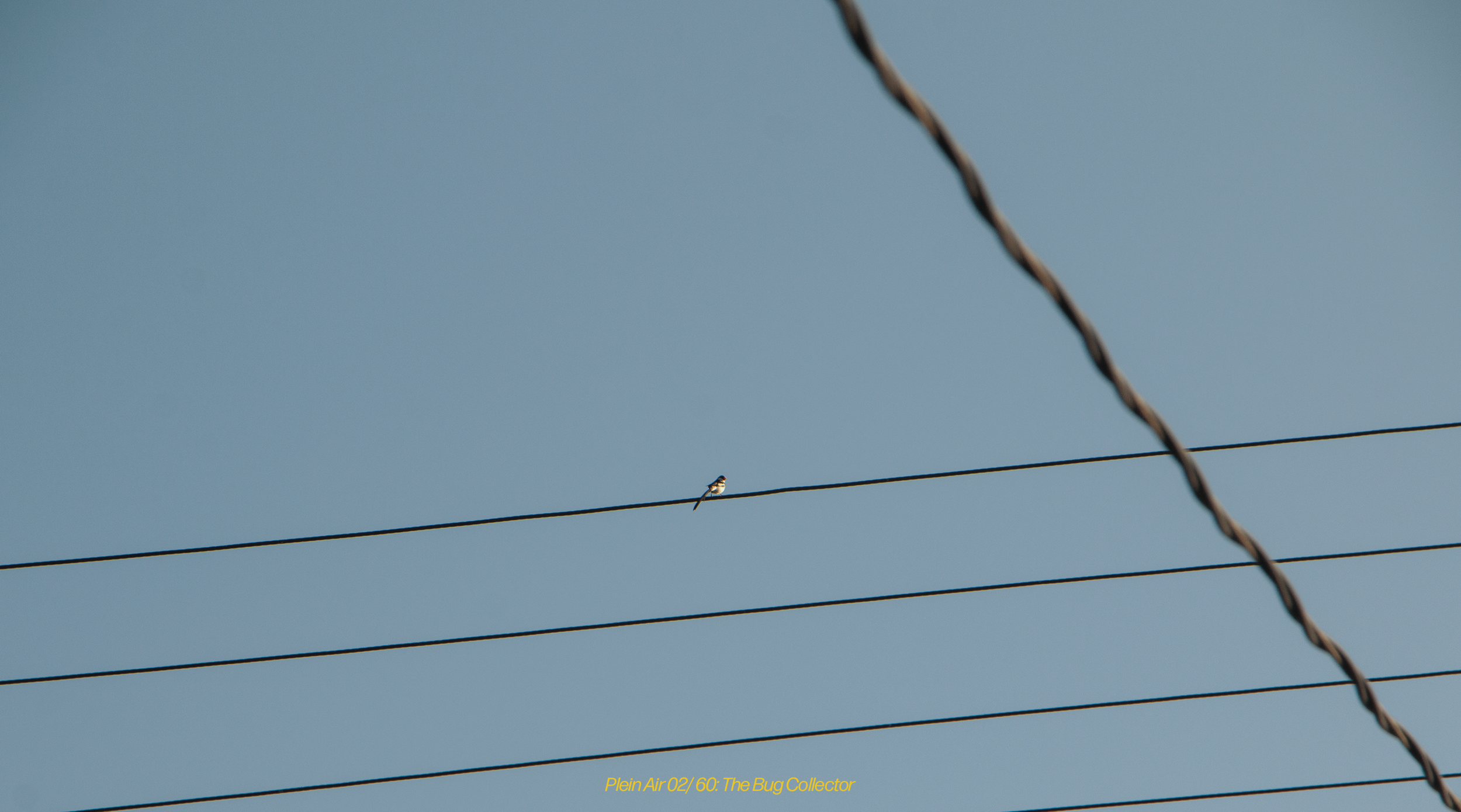 Bird on a telephone wire